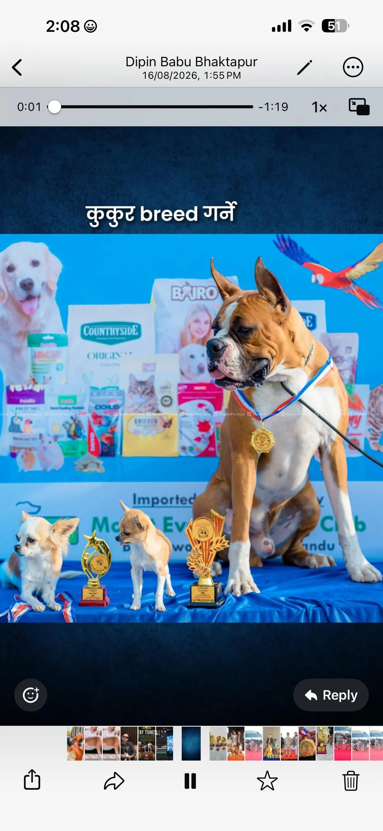 Boxer Puppies in Nepal from import iine 6