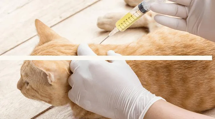 Dog & Cat vaccination service 2