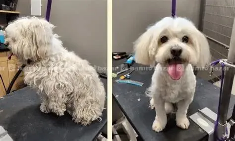 Professional pet Grooming service in kathmandu 3