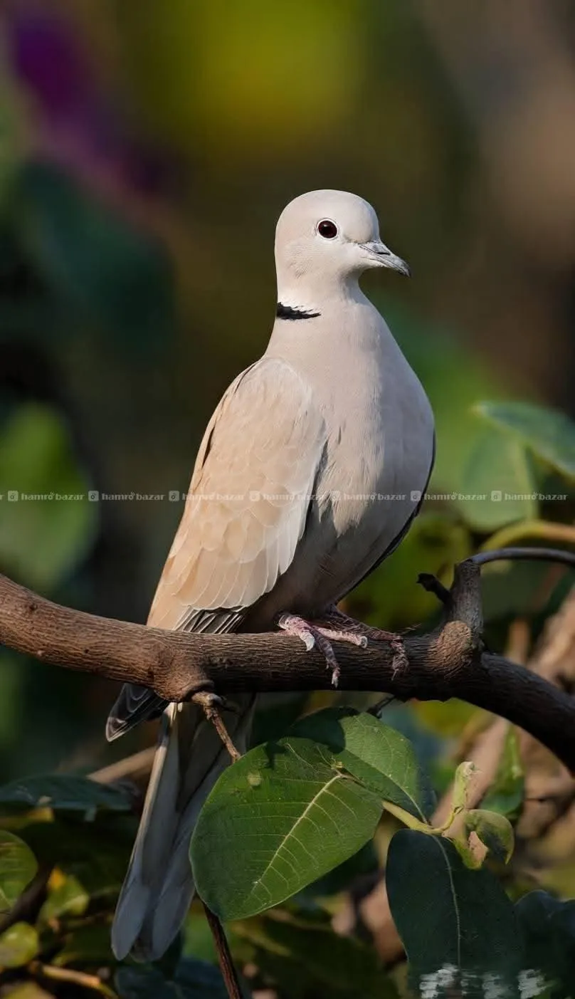 रिङ नेक ढुकुर बिक्रीमा 2
