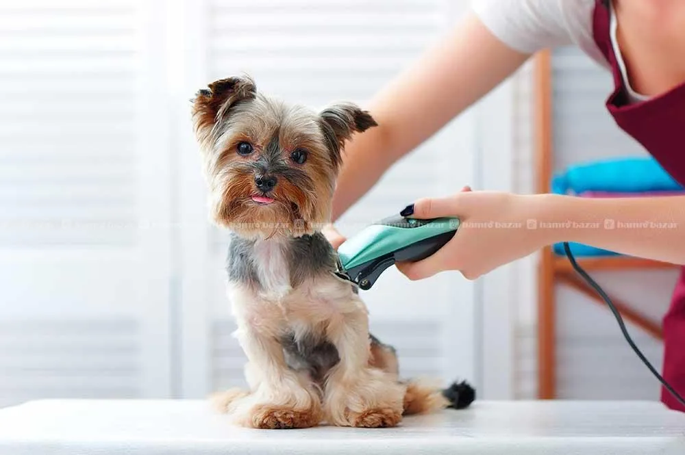 Professional pet Grooming service in kathmandu 4