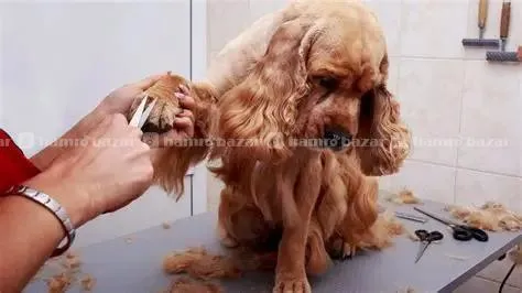 Professional pet Grooming service in kathmandu 2