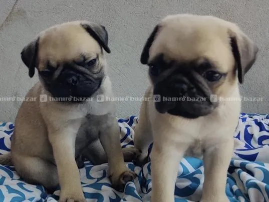 pure breed Pug Male puppy in Kathmandu 2