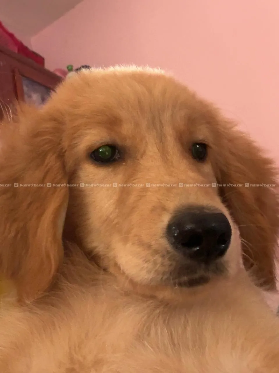 🐶 Golden Retriever for Sale 2