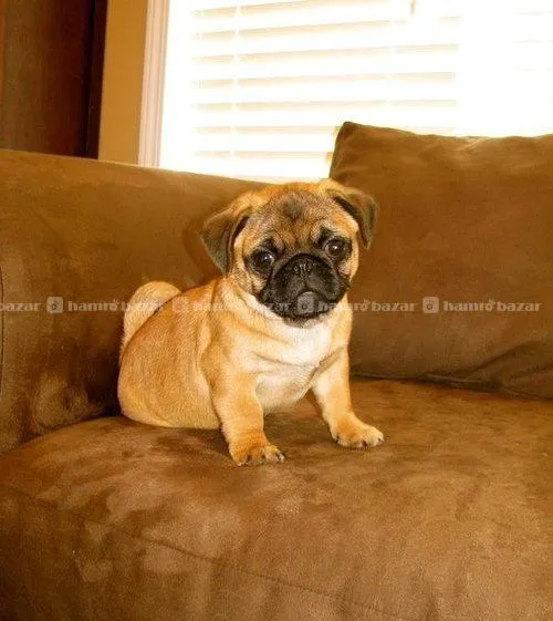 pure breed Pug Male puppy in Kathmandu 3