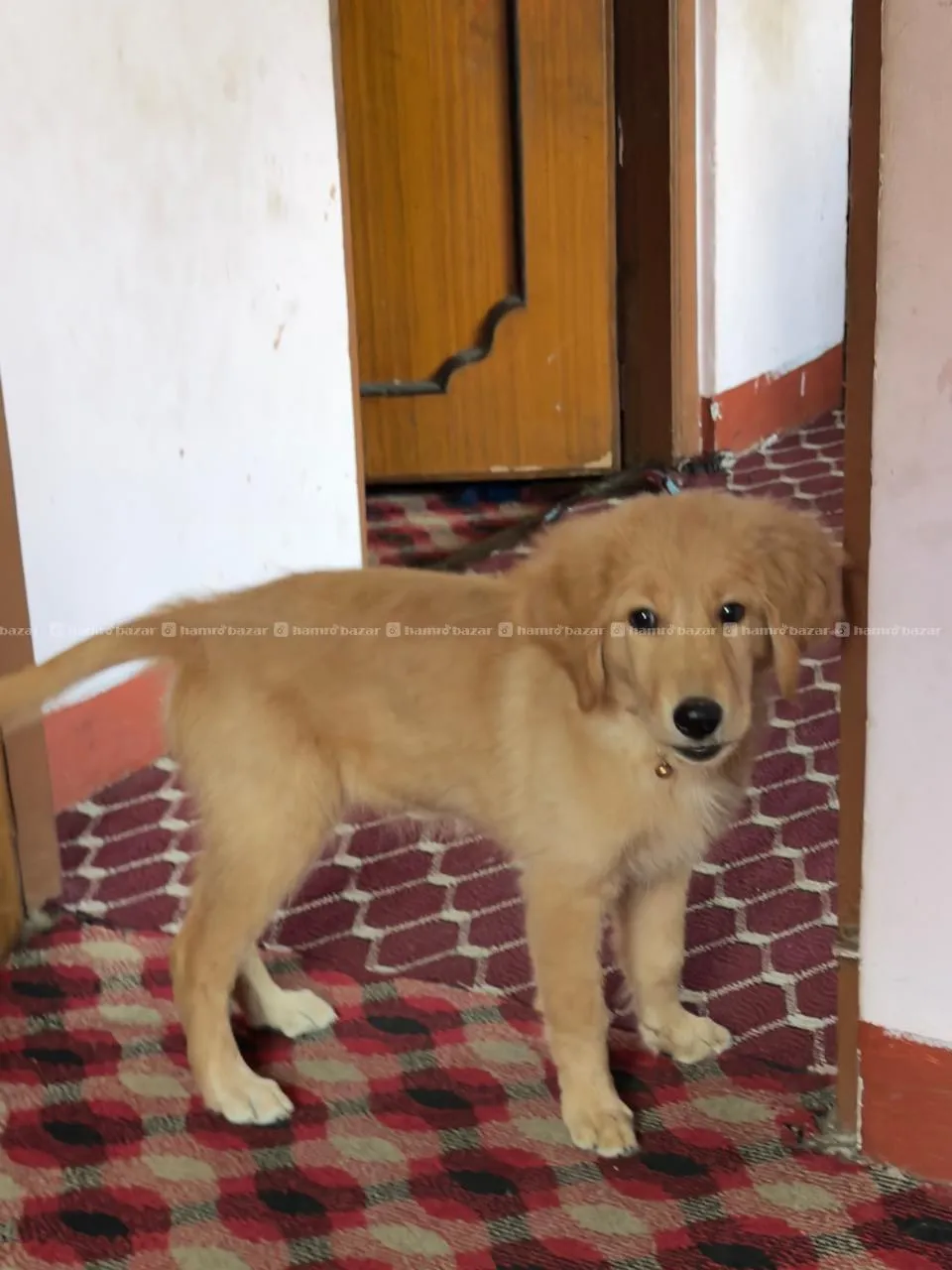 🐶 Golden Retriever for Sale 3