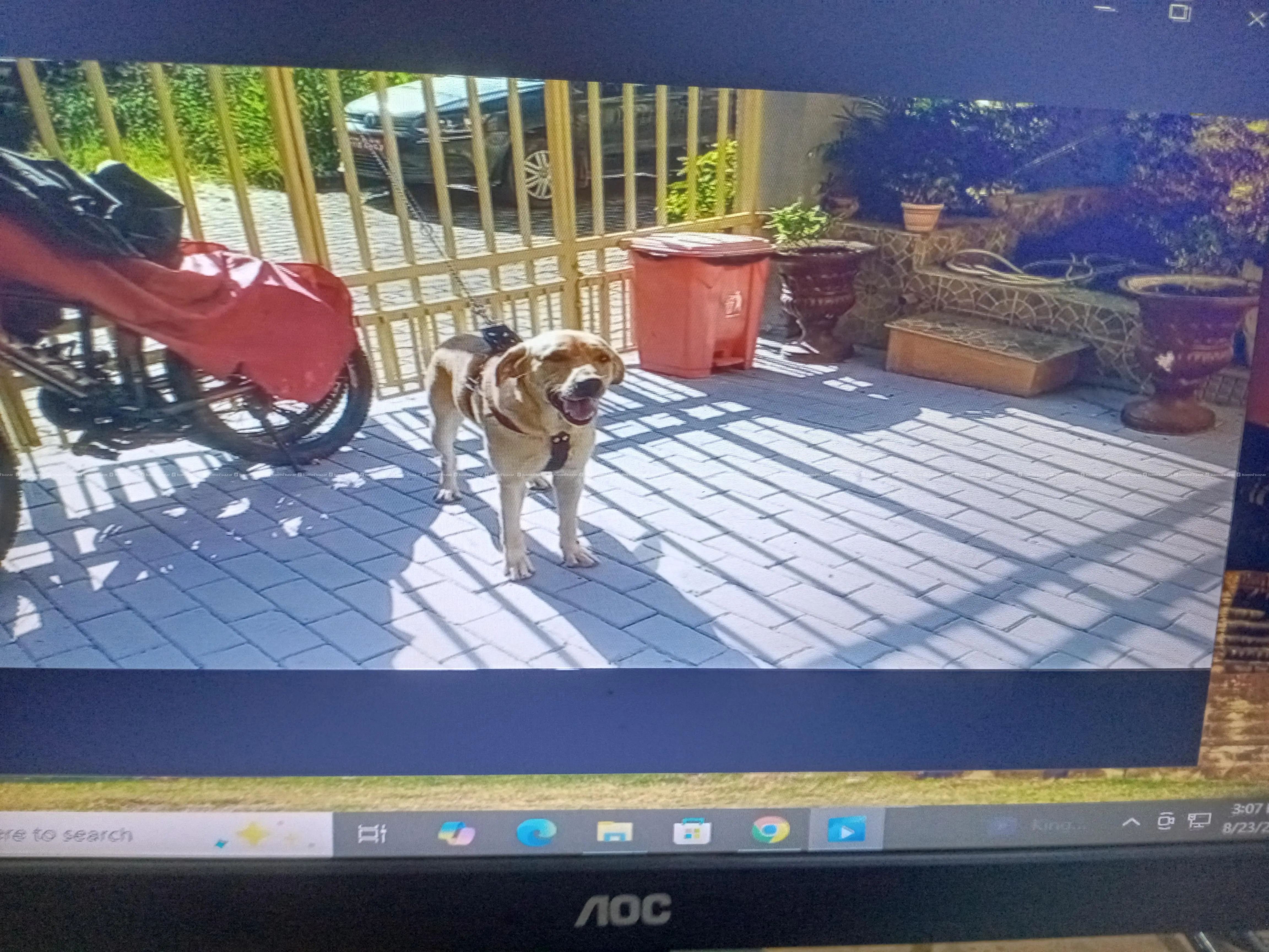 free adoption of labrador pair adult dog 2