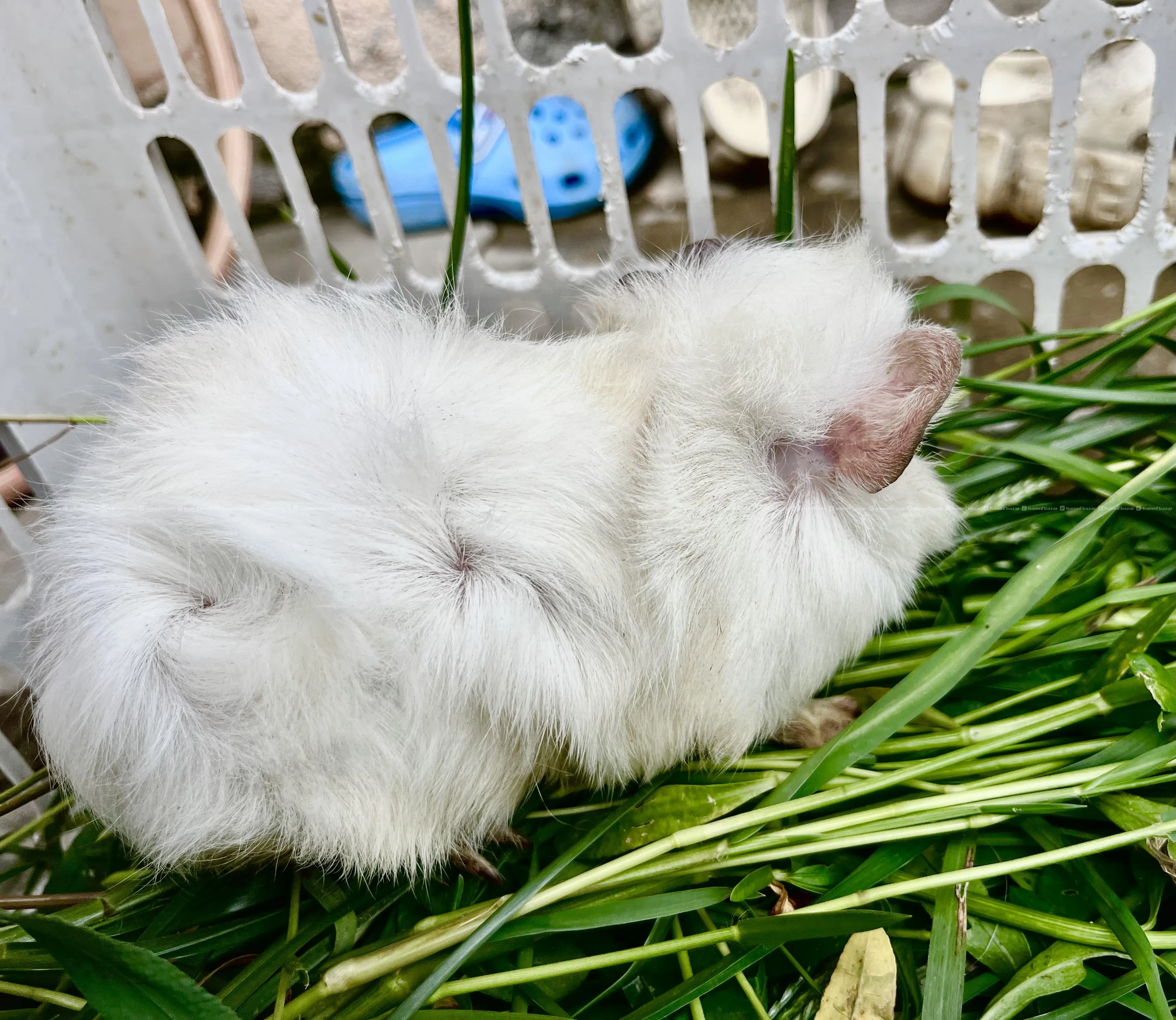 guinea pig 2