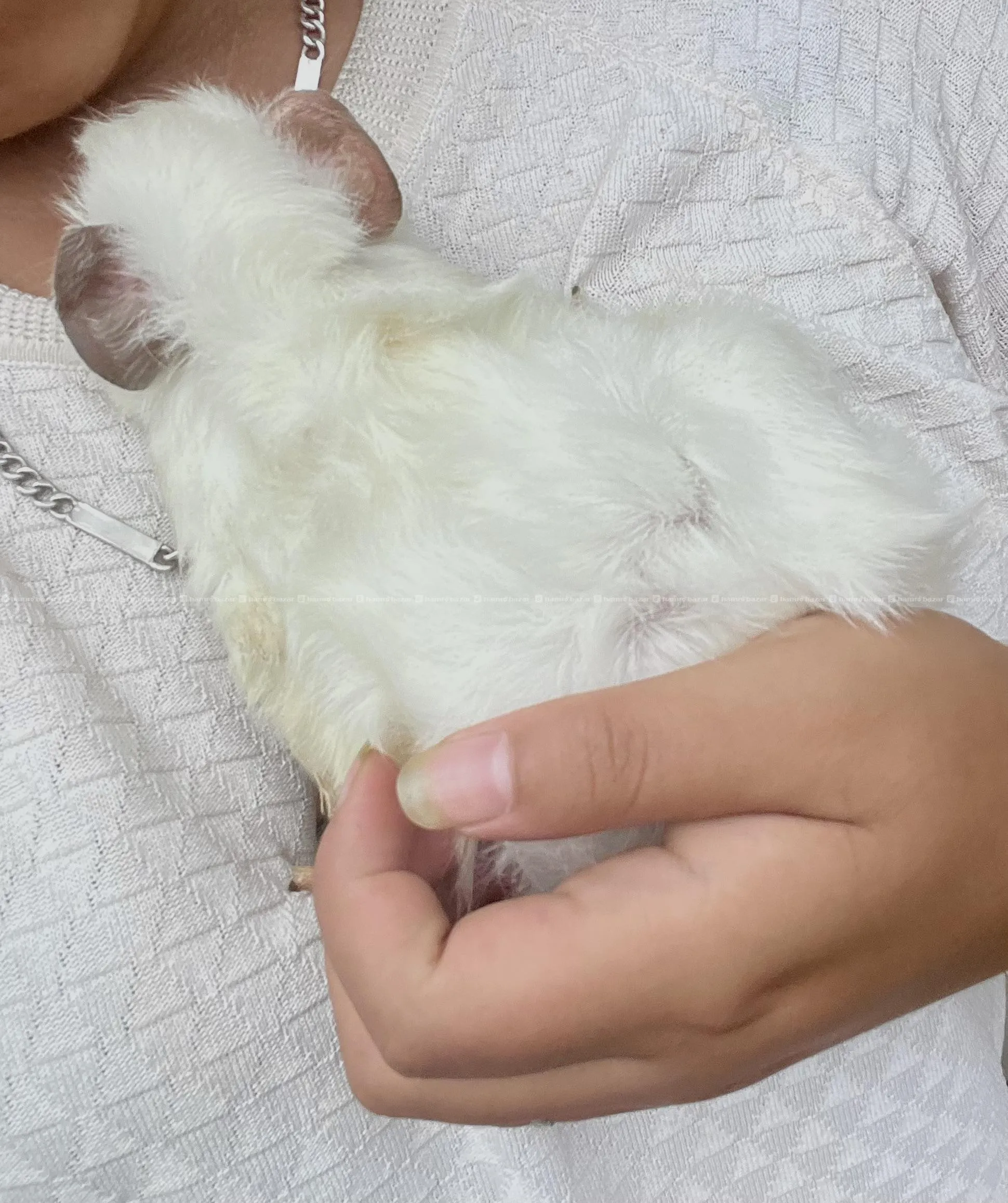 guinea pig 4