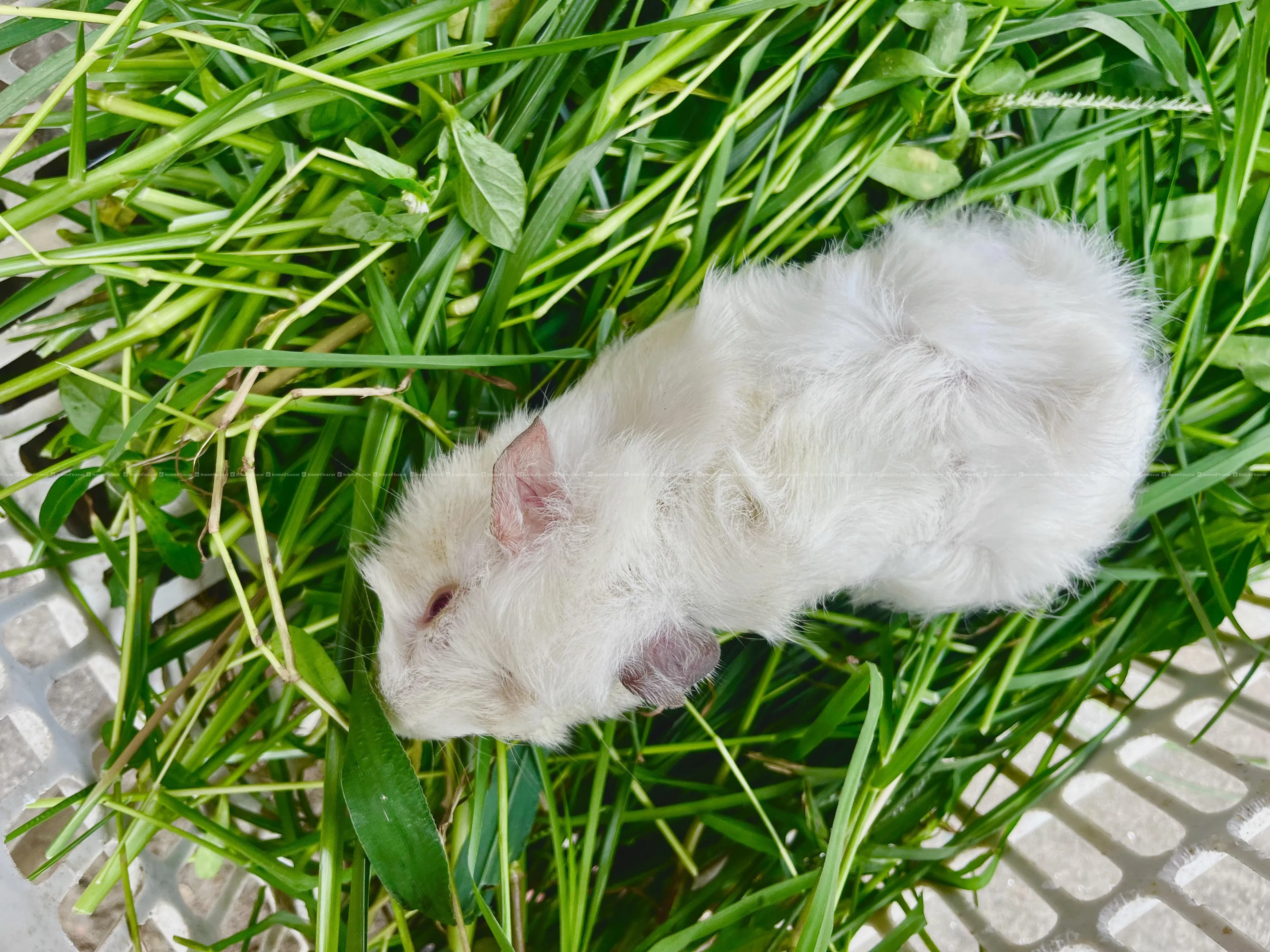 guinea pig 3