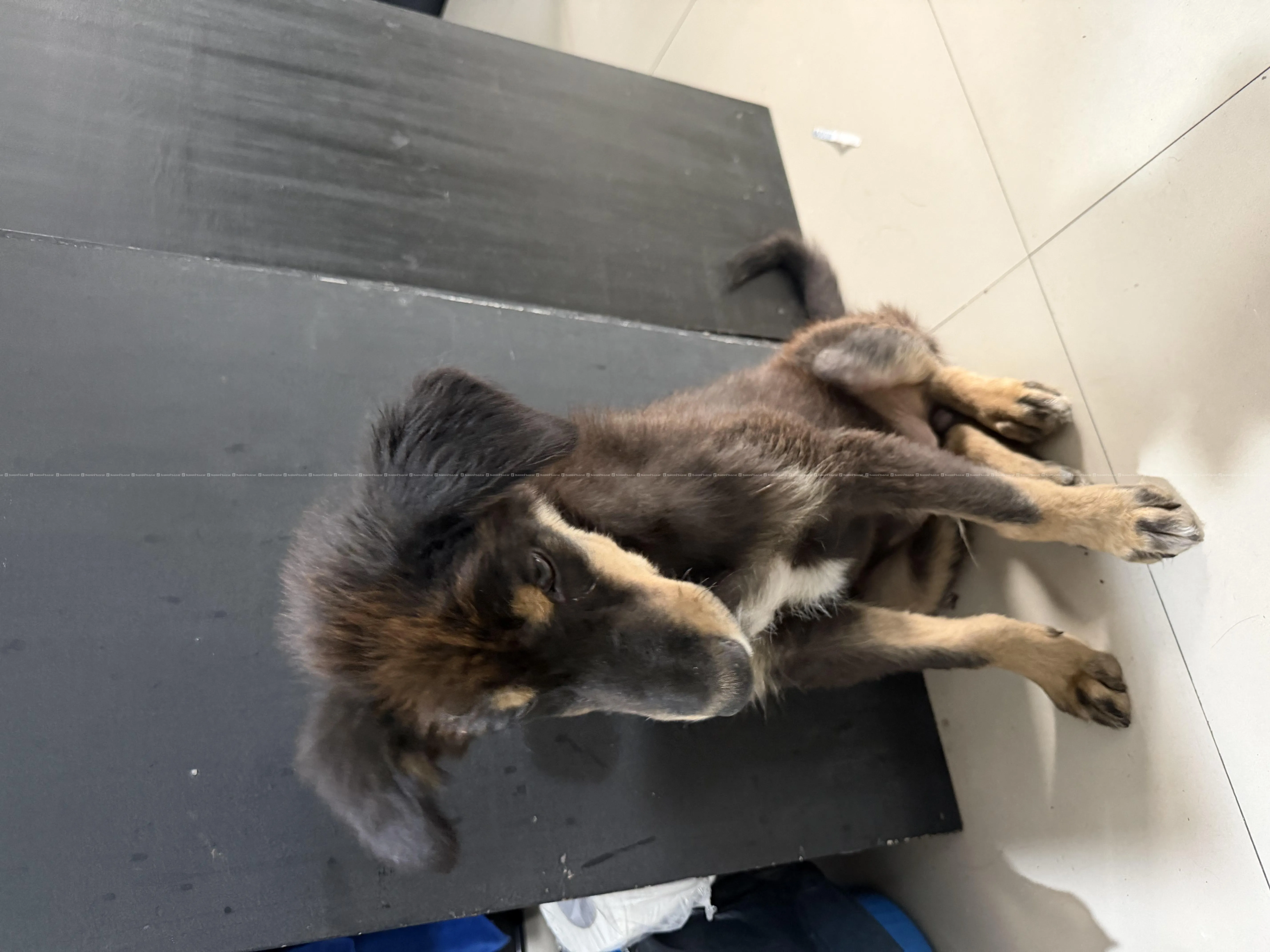 Cute Puppy looking for new parents. 2