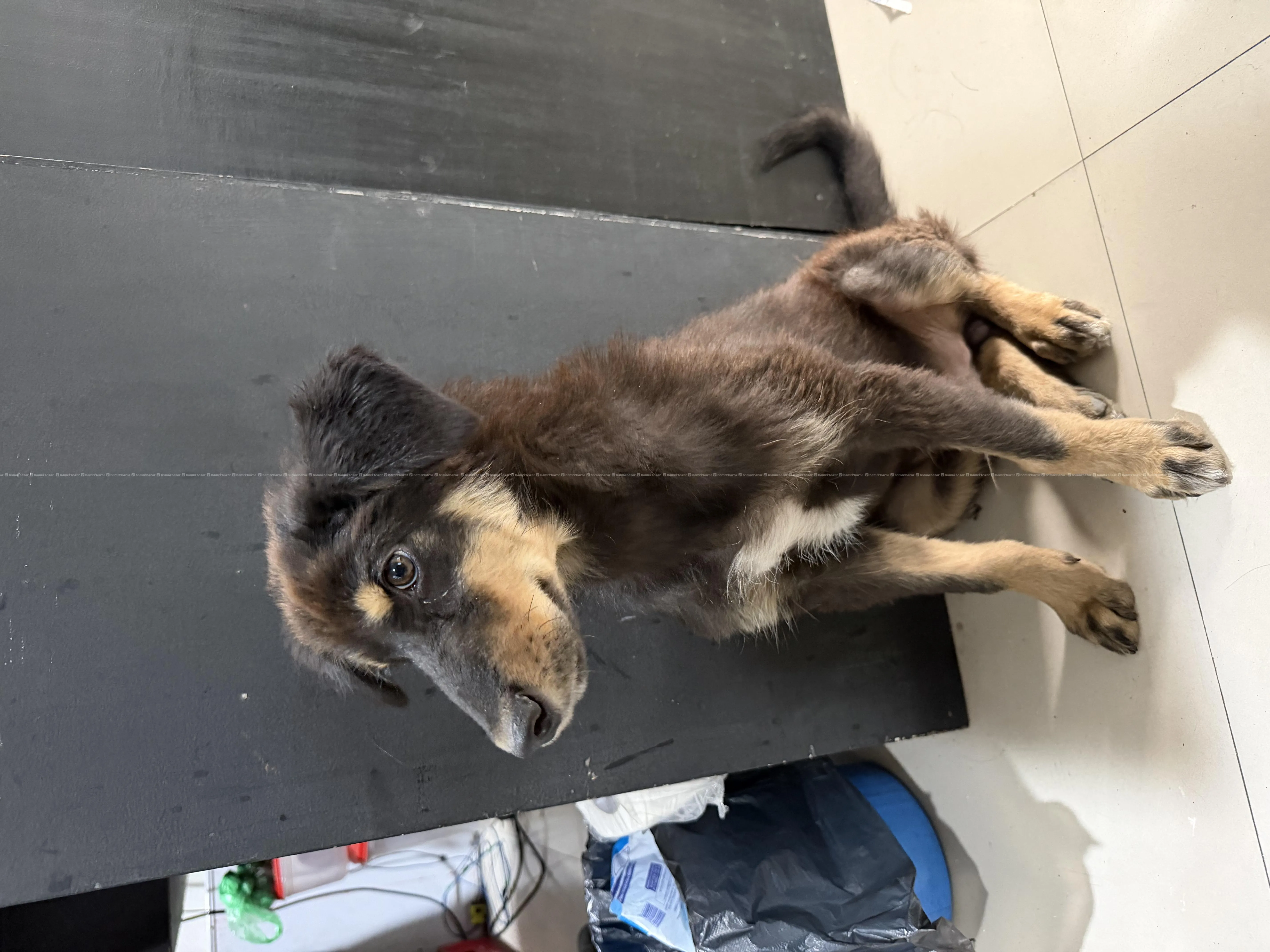 Cute Puppy looking for new parents. 3
