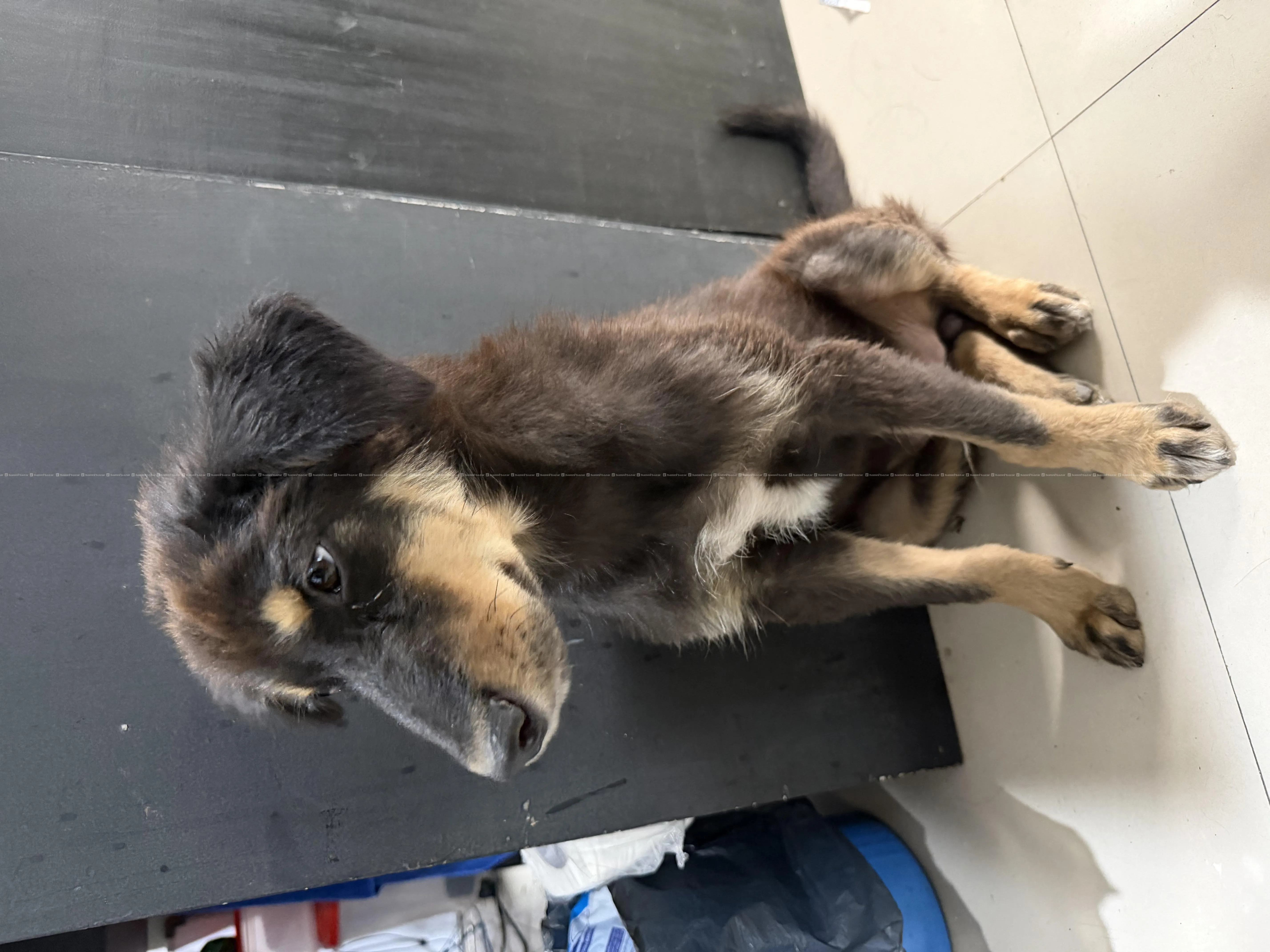 Cute Puppy looking for new parents. 4