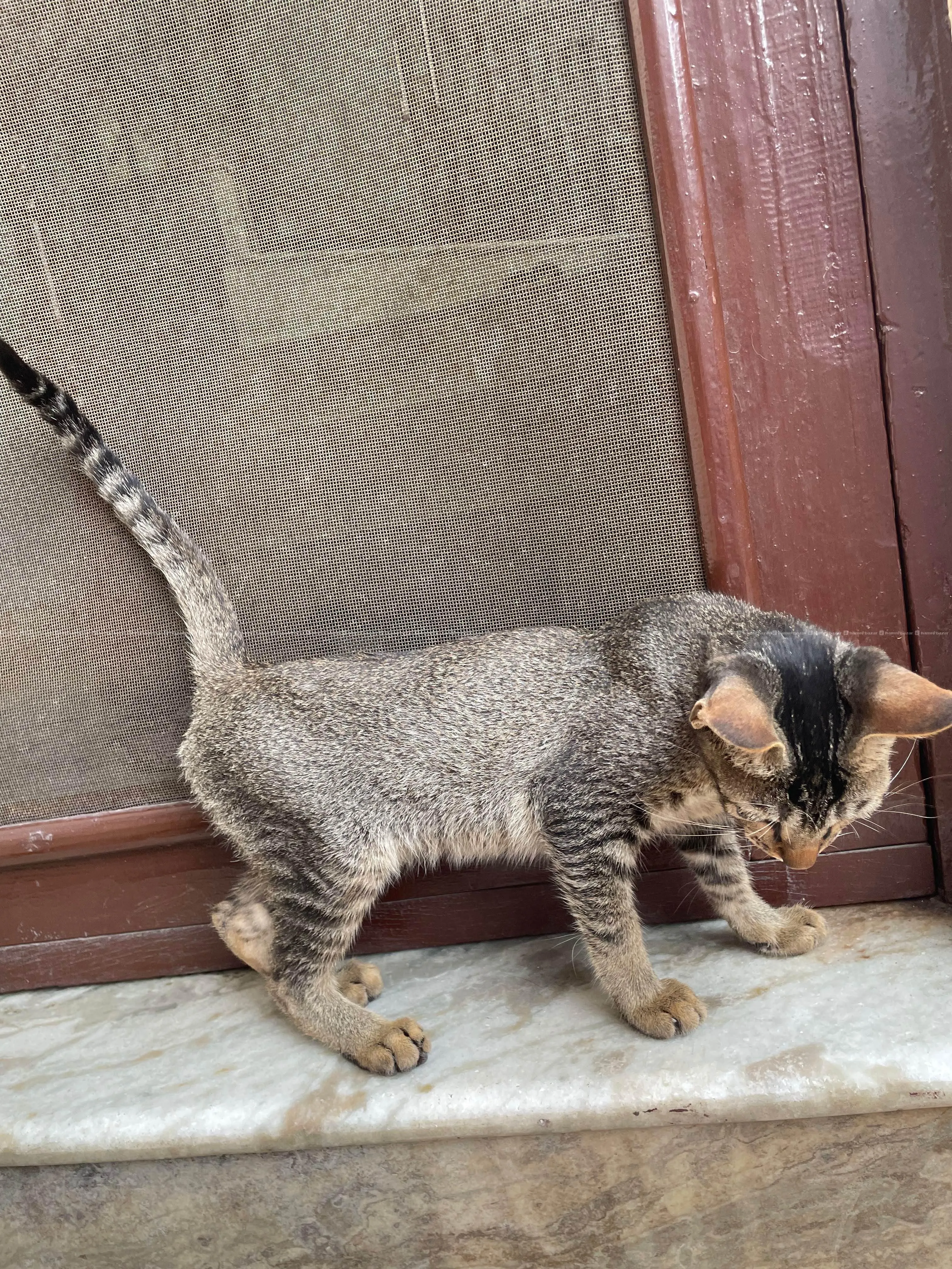 small kitten for adoption (male) 2