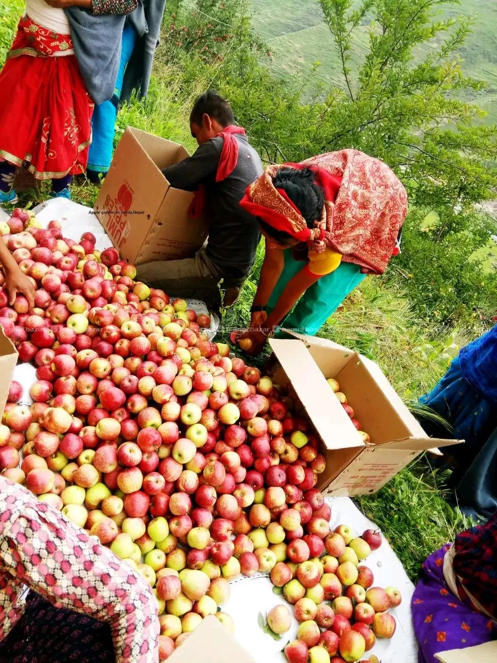 JUMLA APPLE — NOW AVAILABLE! 2