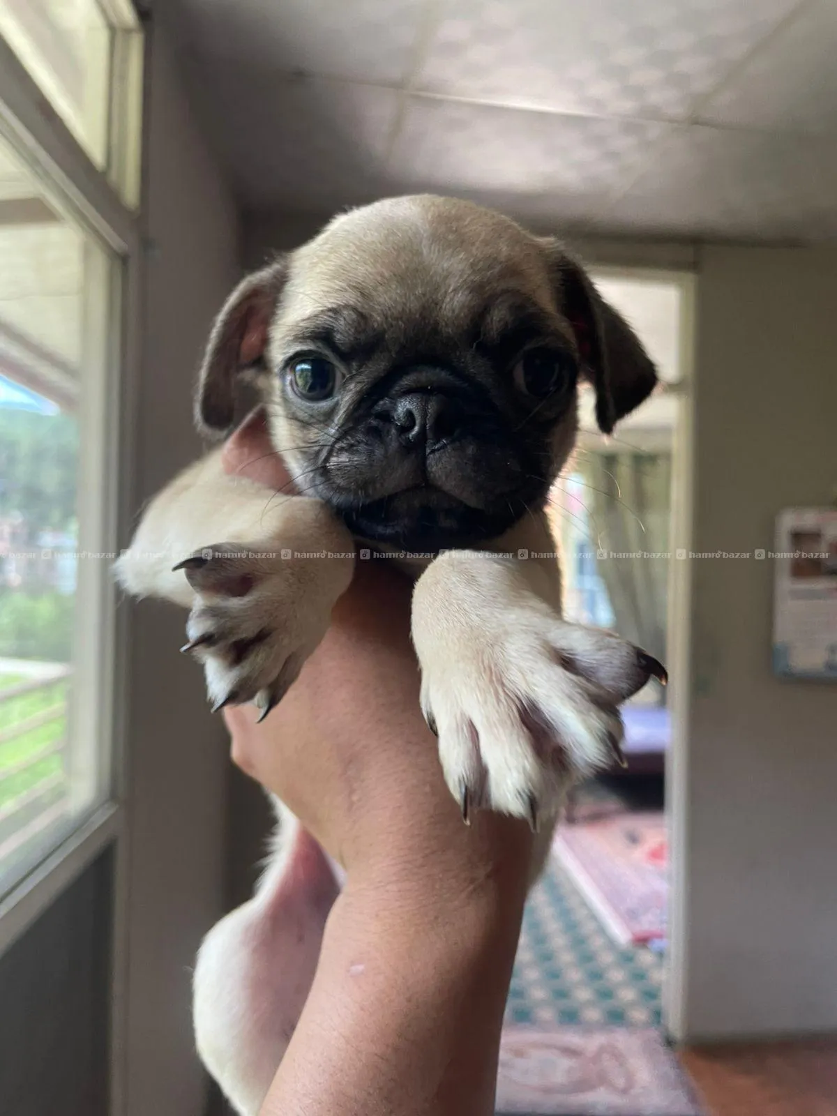pug male/female 2