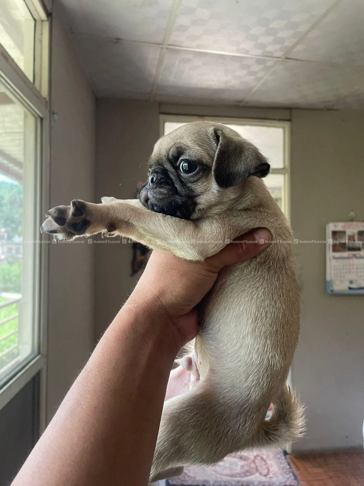 pug male/female 3