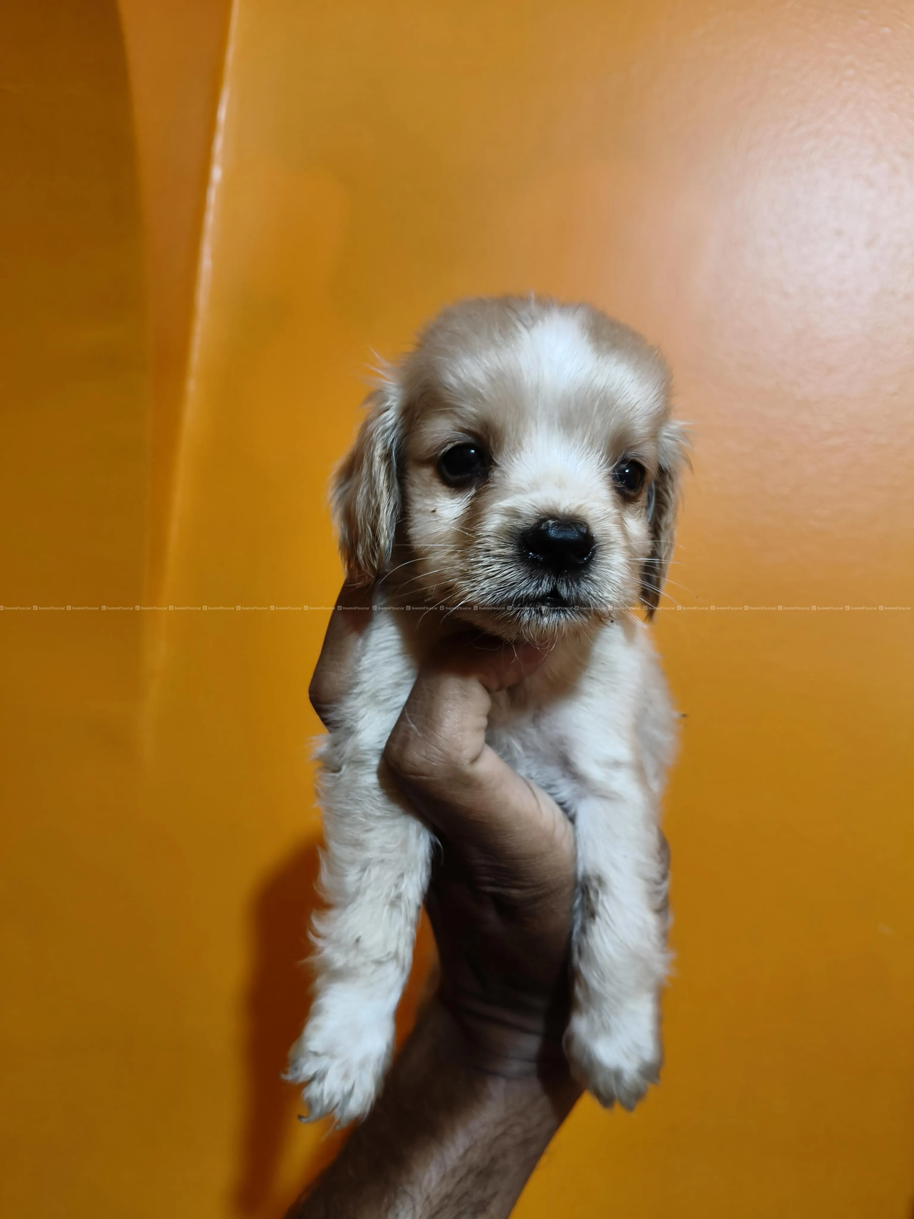 Cocker Spaniel Female 2
