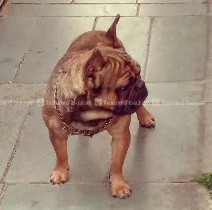 Female French Bulldog 🐕 Puppies 2