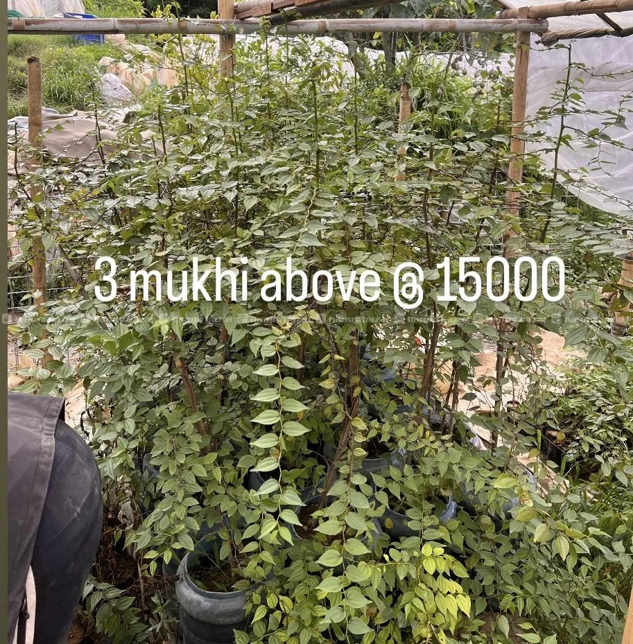 buddha chitta plant 2