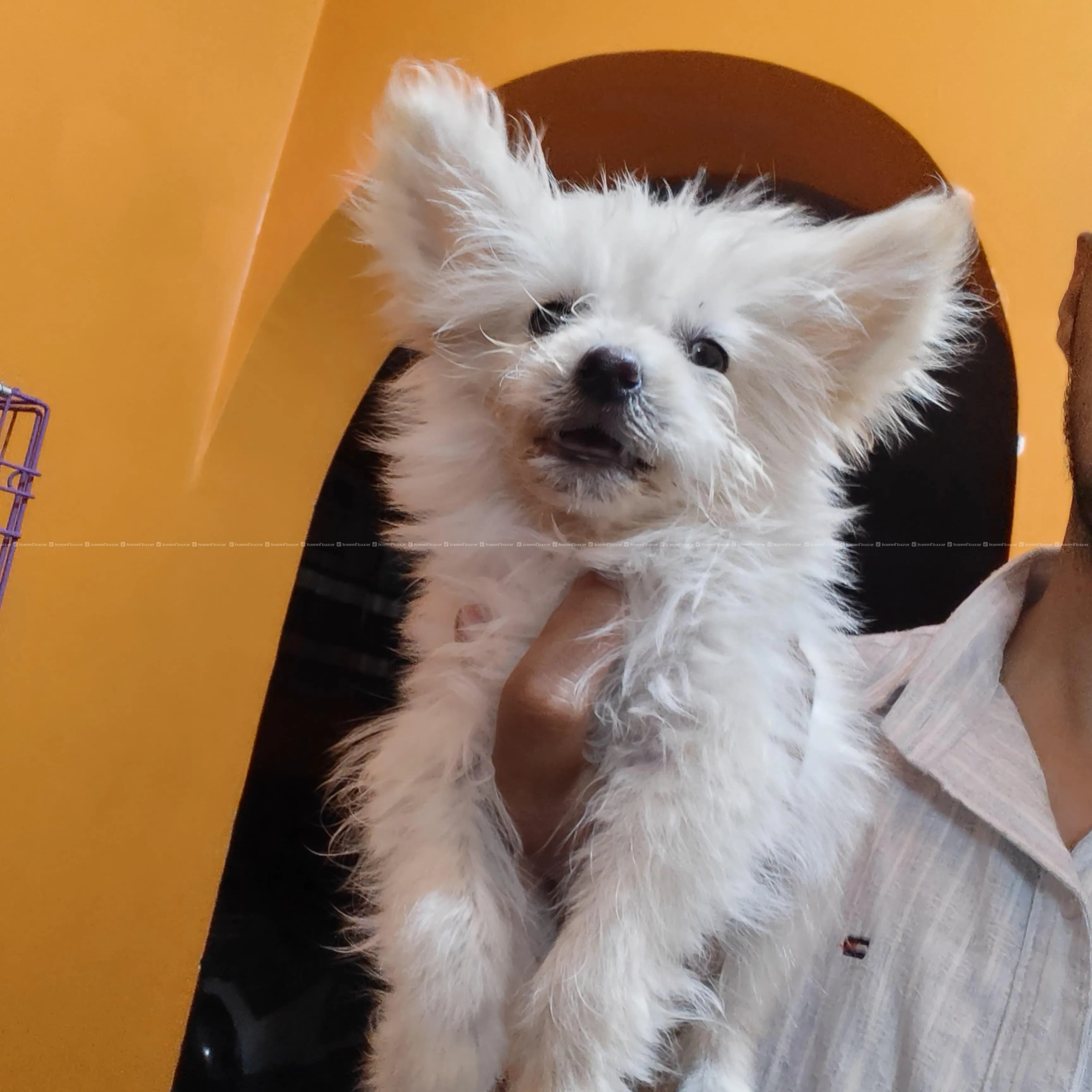 Lhasa Apso Cross Female 2