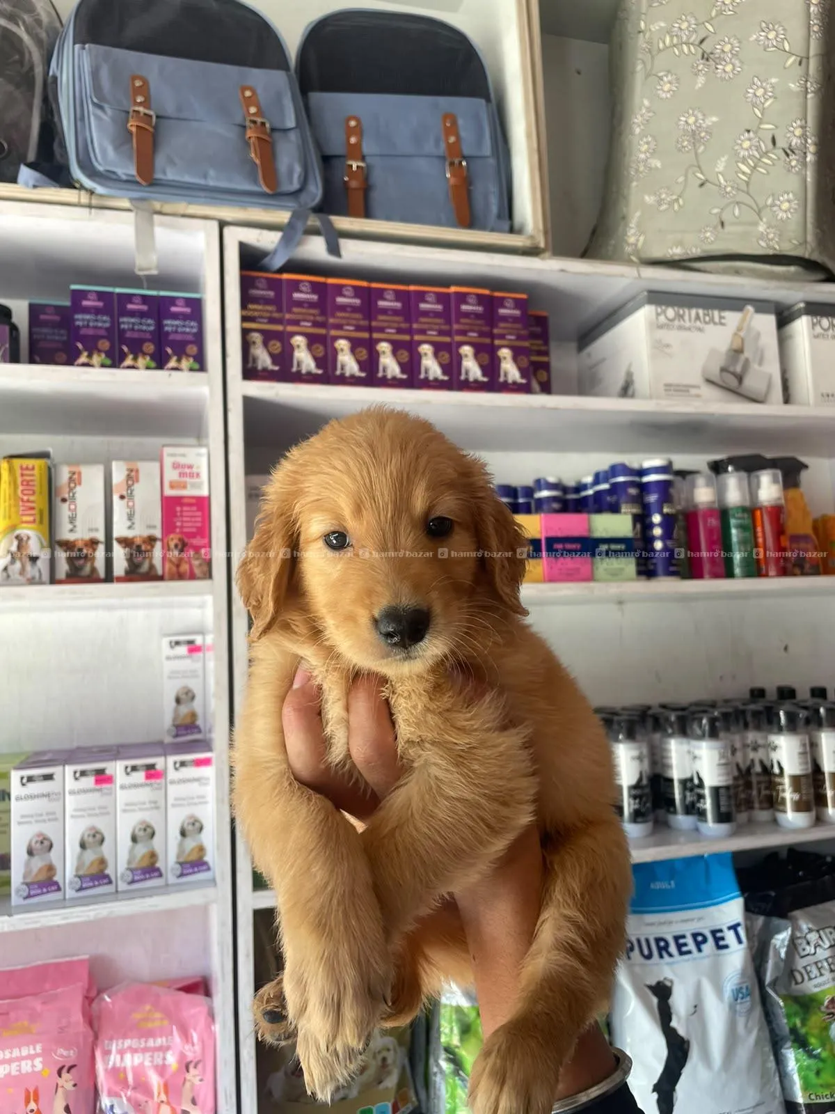 Golden retriever male puppy 3