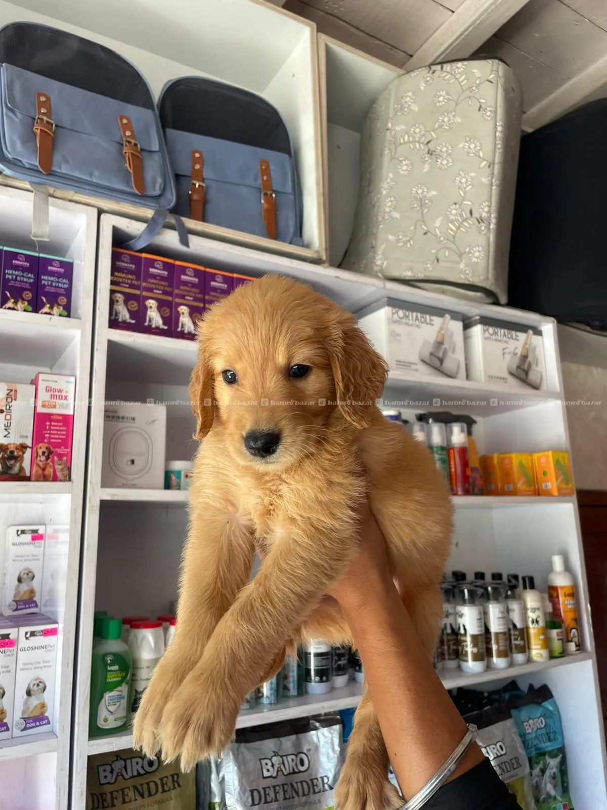 Golden retriever male puppy 2