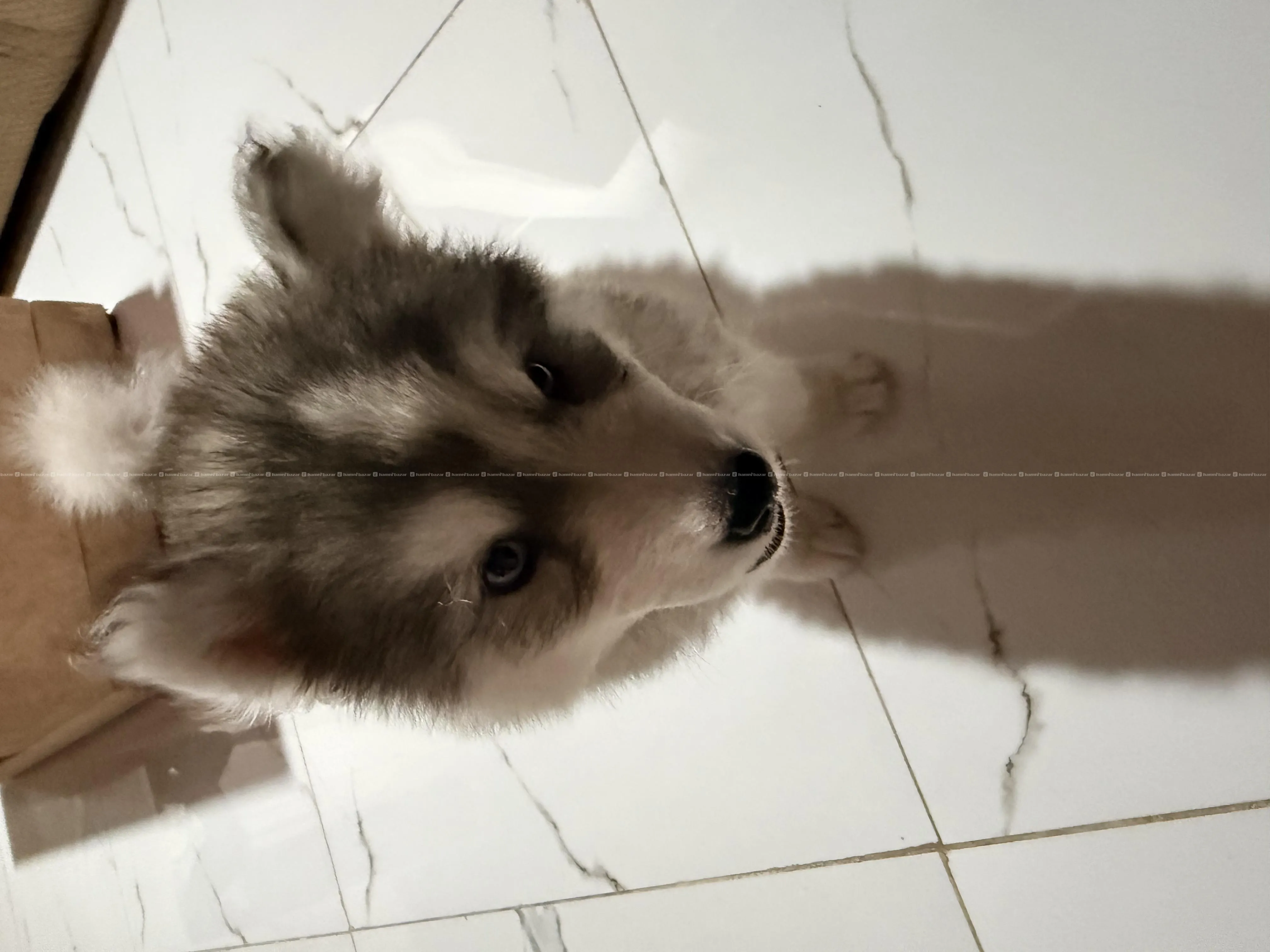 Healthy Husky at best price 3