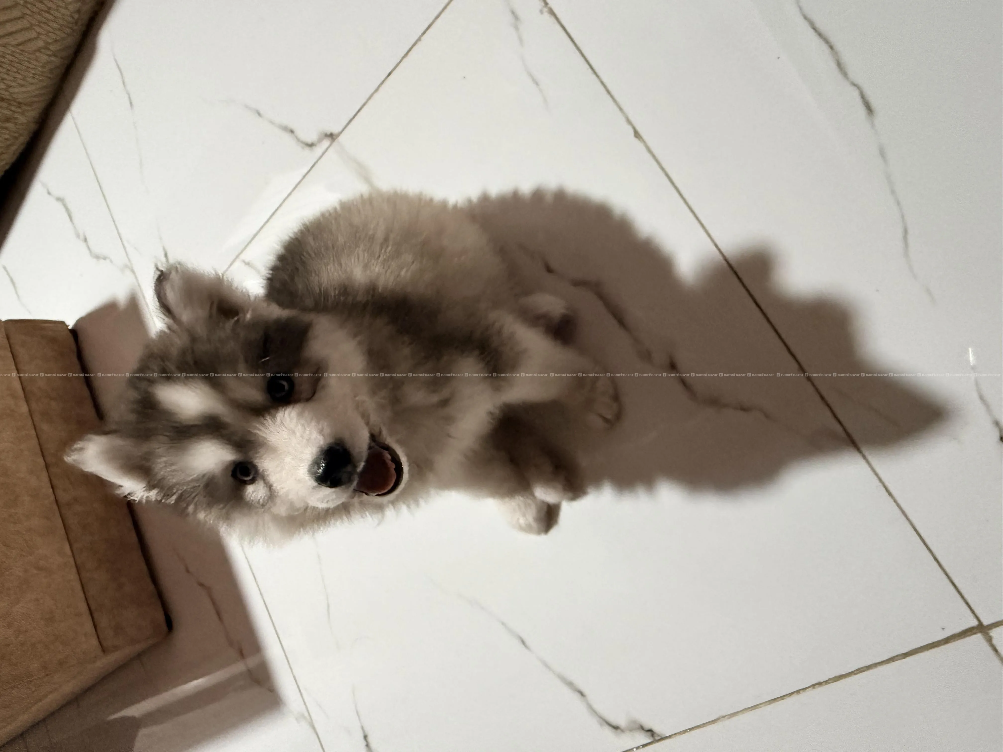 Healthy Husky at best price 2