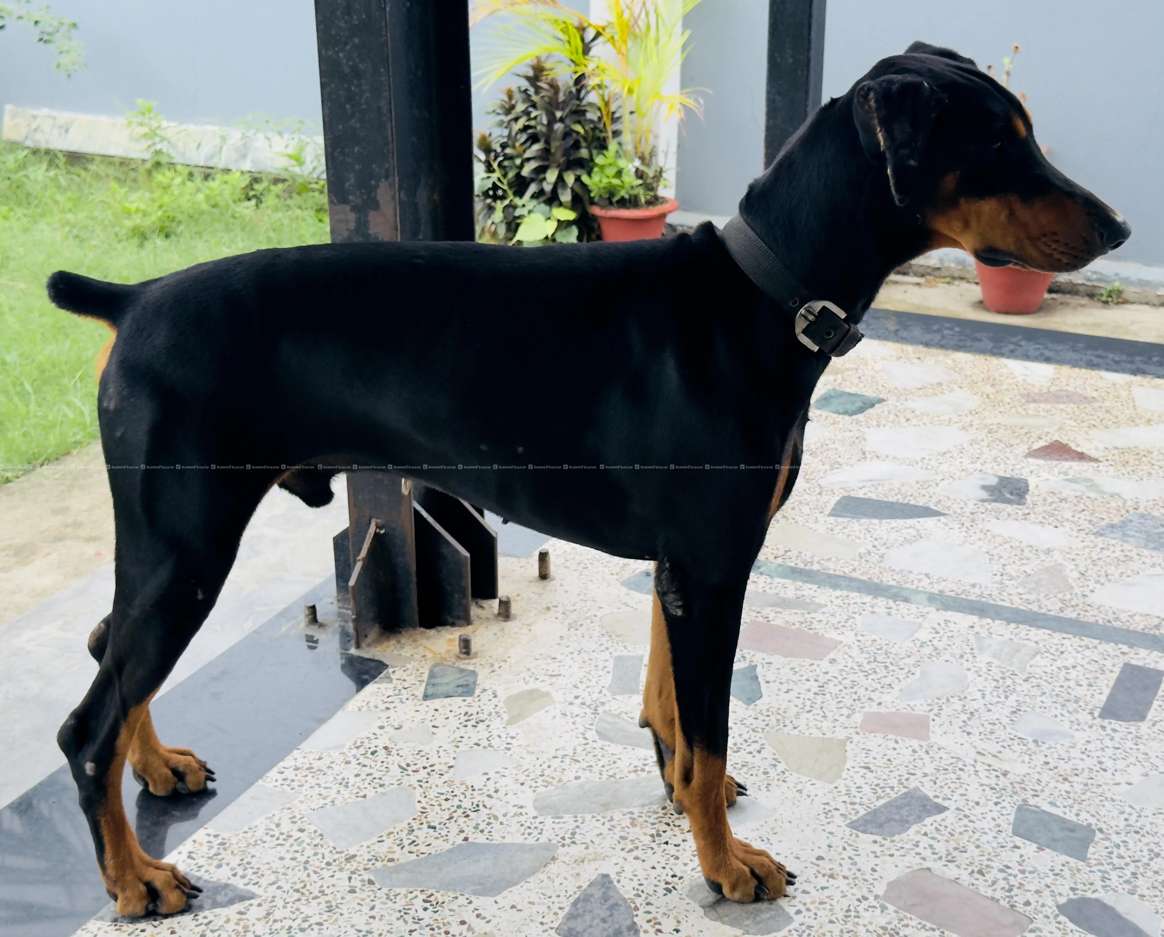 top quality dobarman puppy on sale(KCI registered) 2