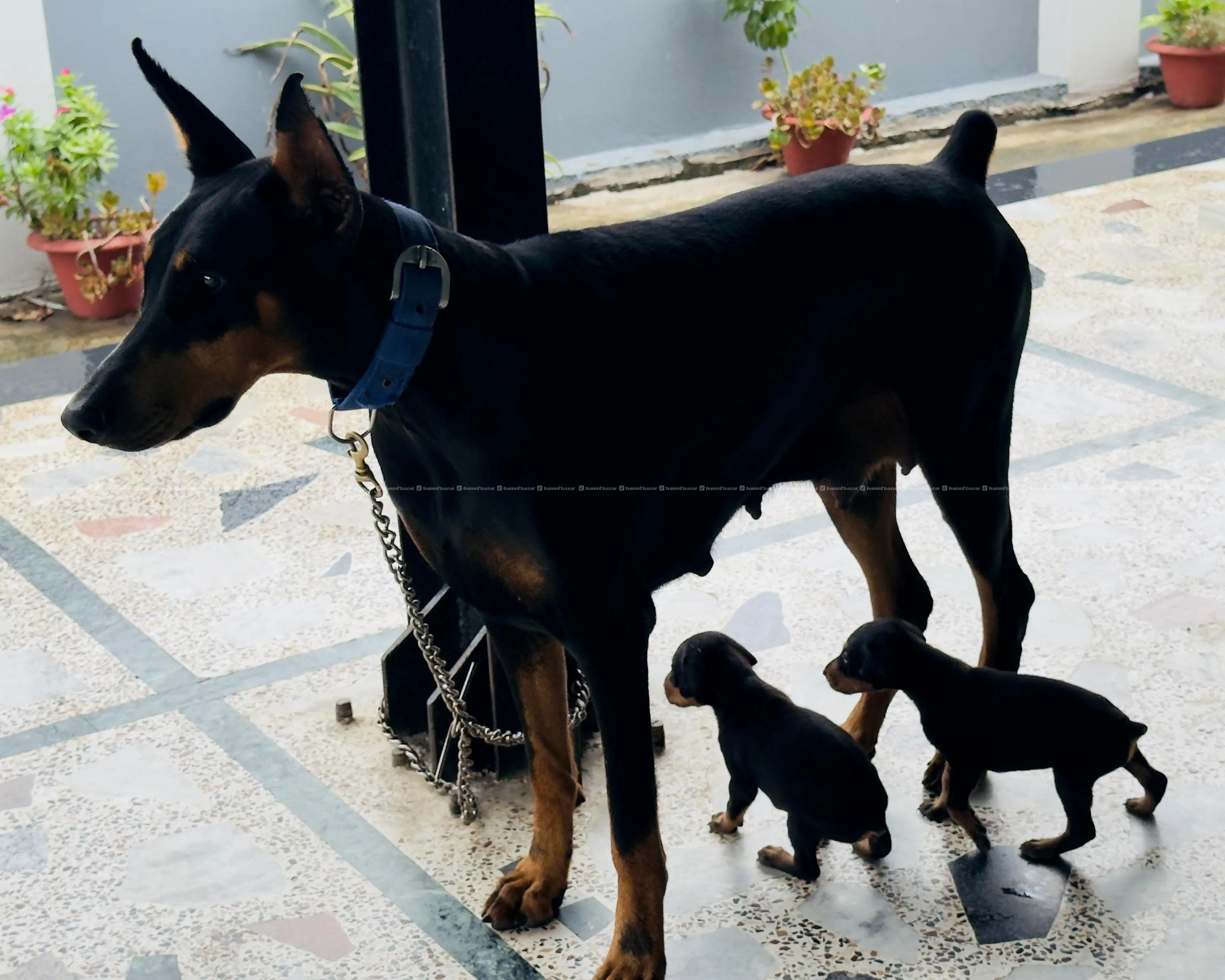 top quality dobarman puppy on sale(KCI registered) 4