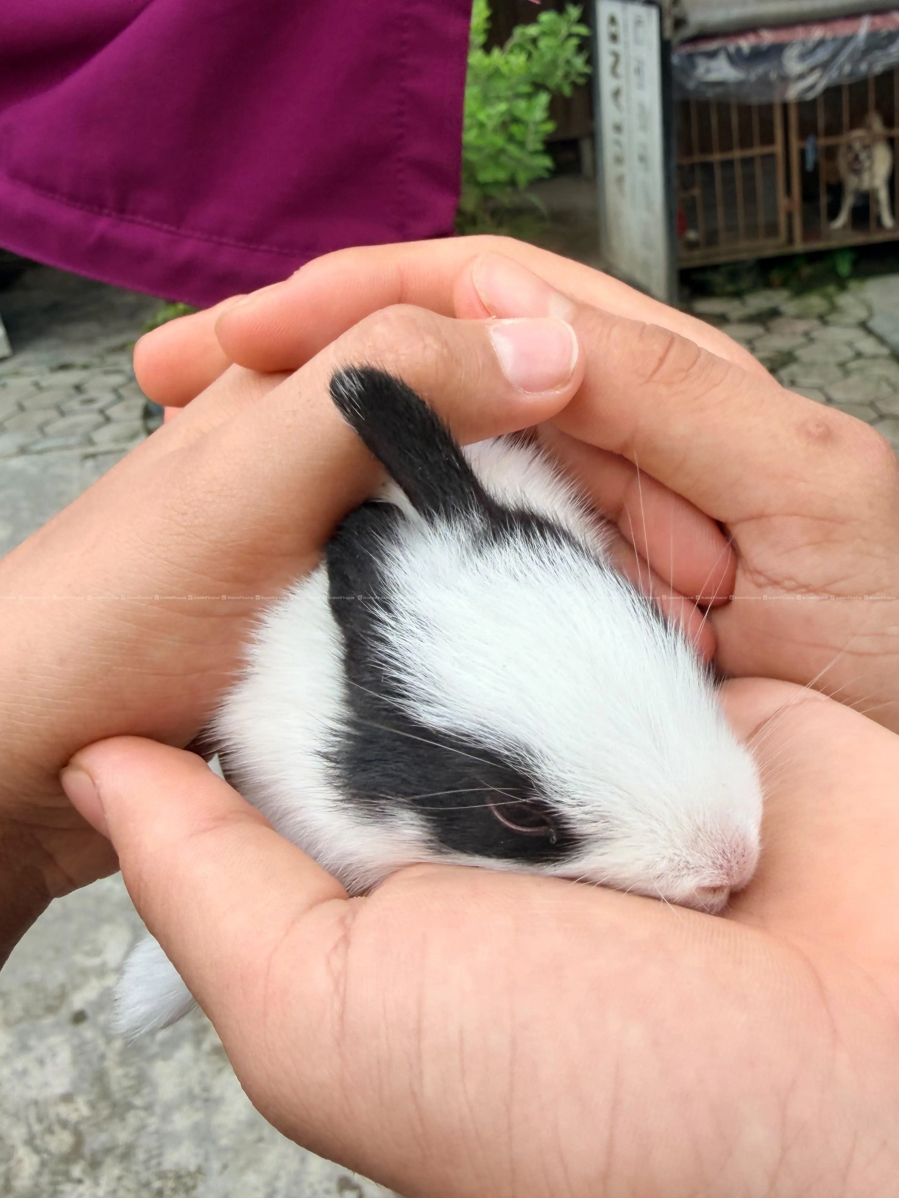 beautiful pet bunnies on sale 3