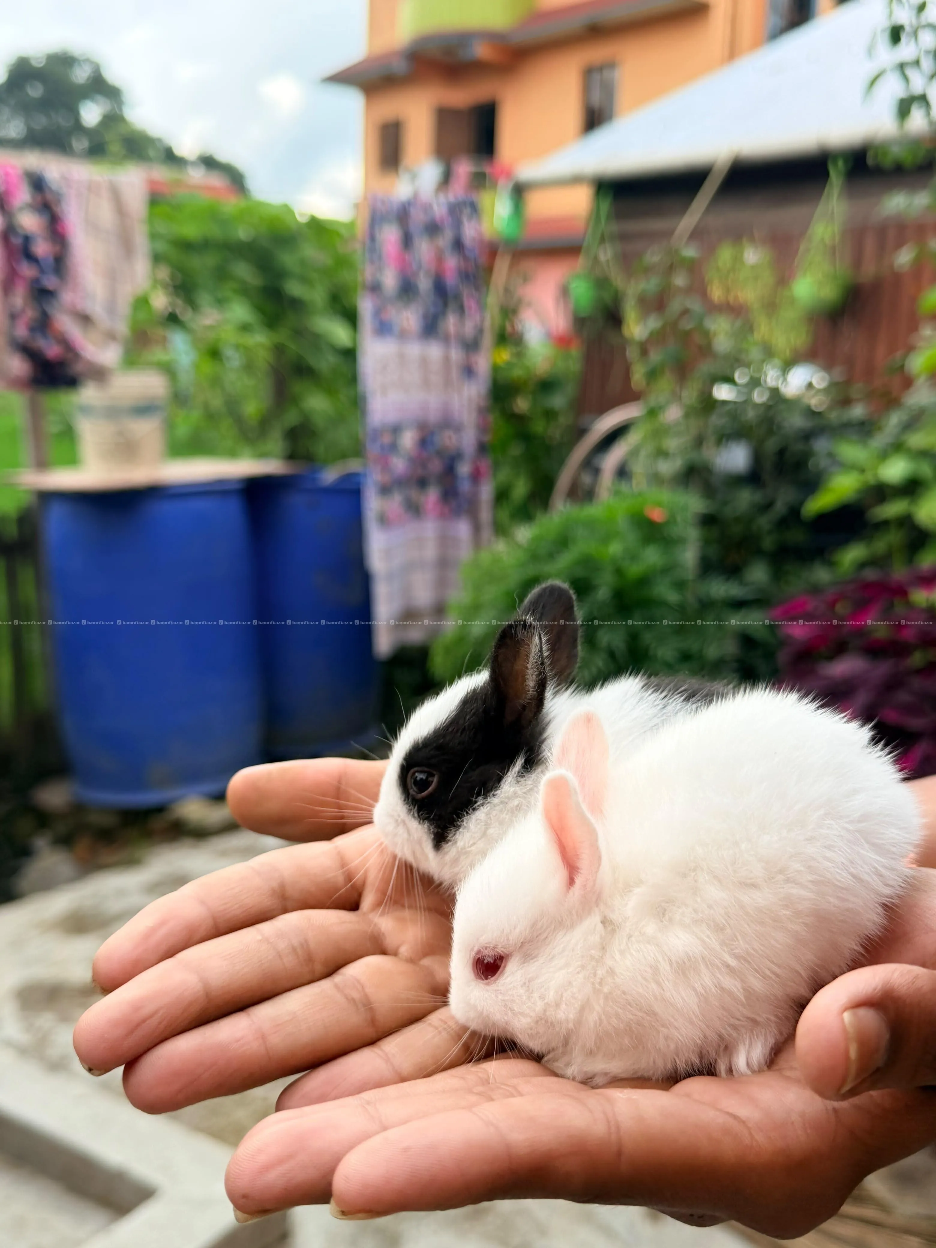 beautiful pet bunnies on sale 2