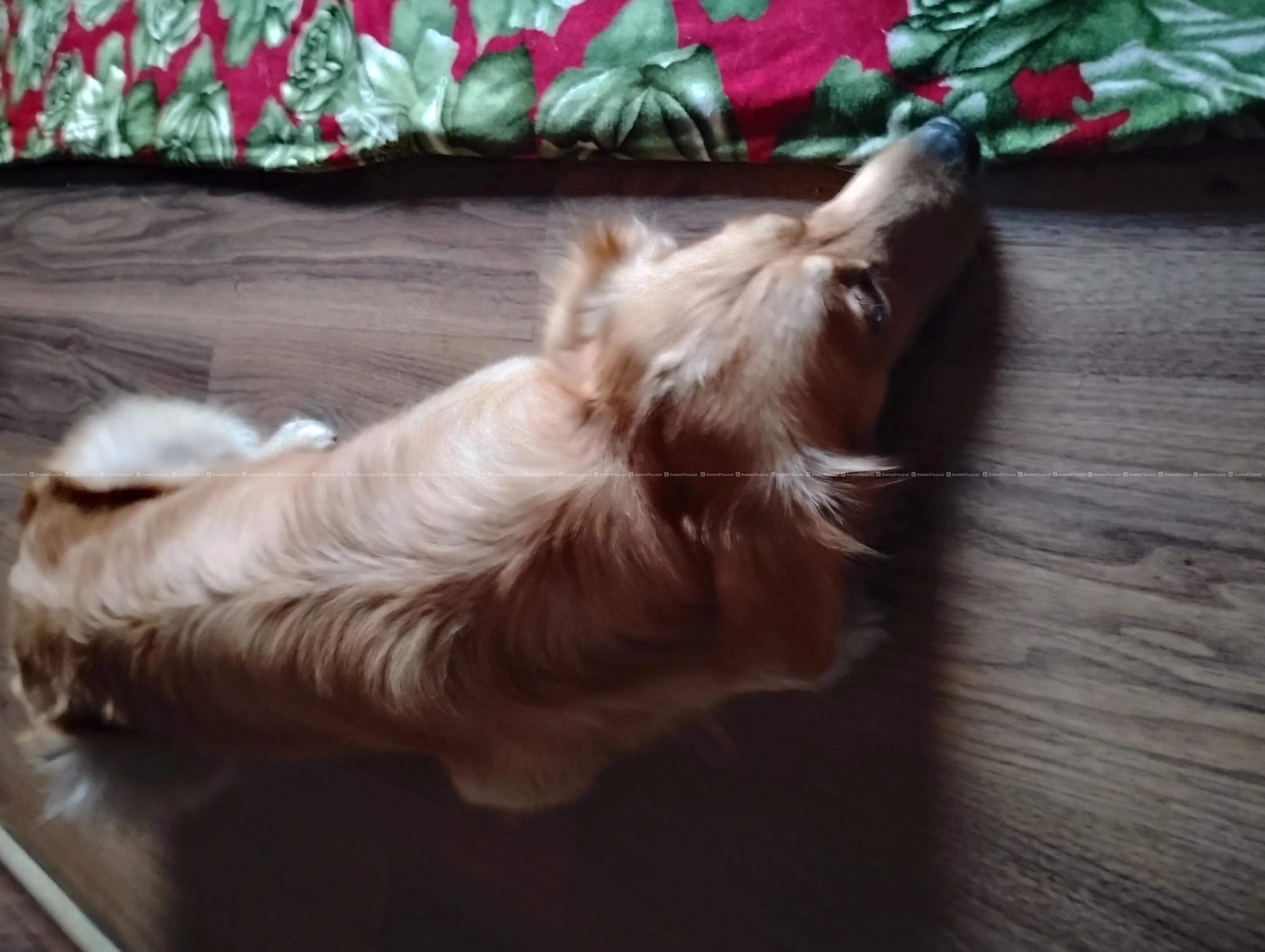 Golden Retriever 2