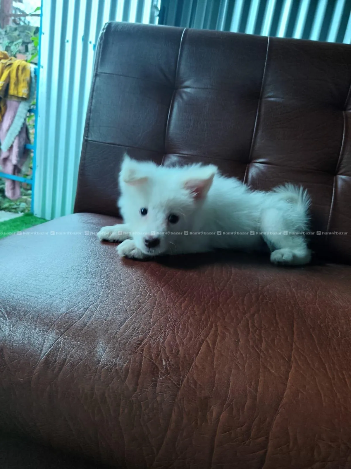 Japanese spitz puppy 2
