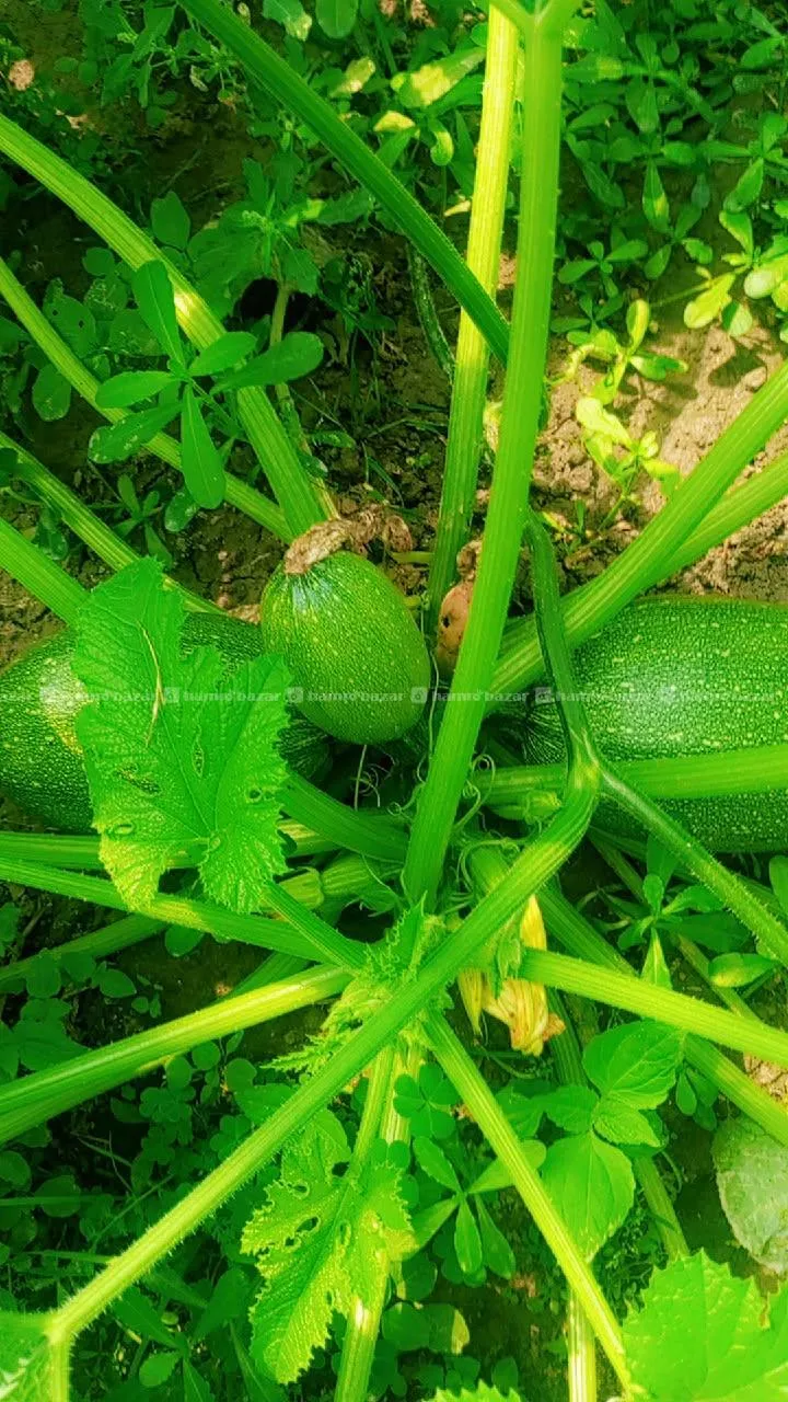 Running profit Farm rent land on sale gokarna