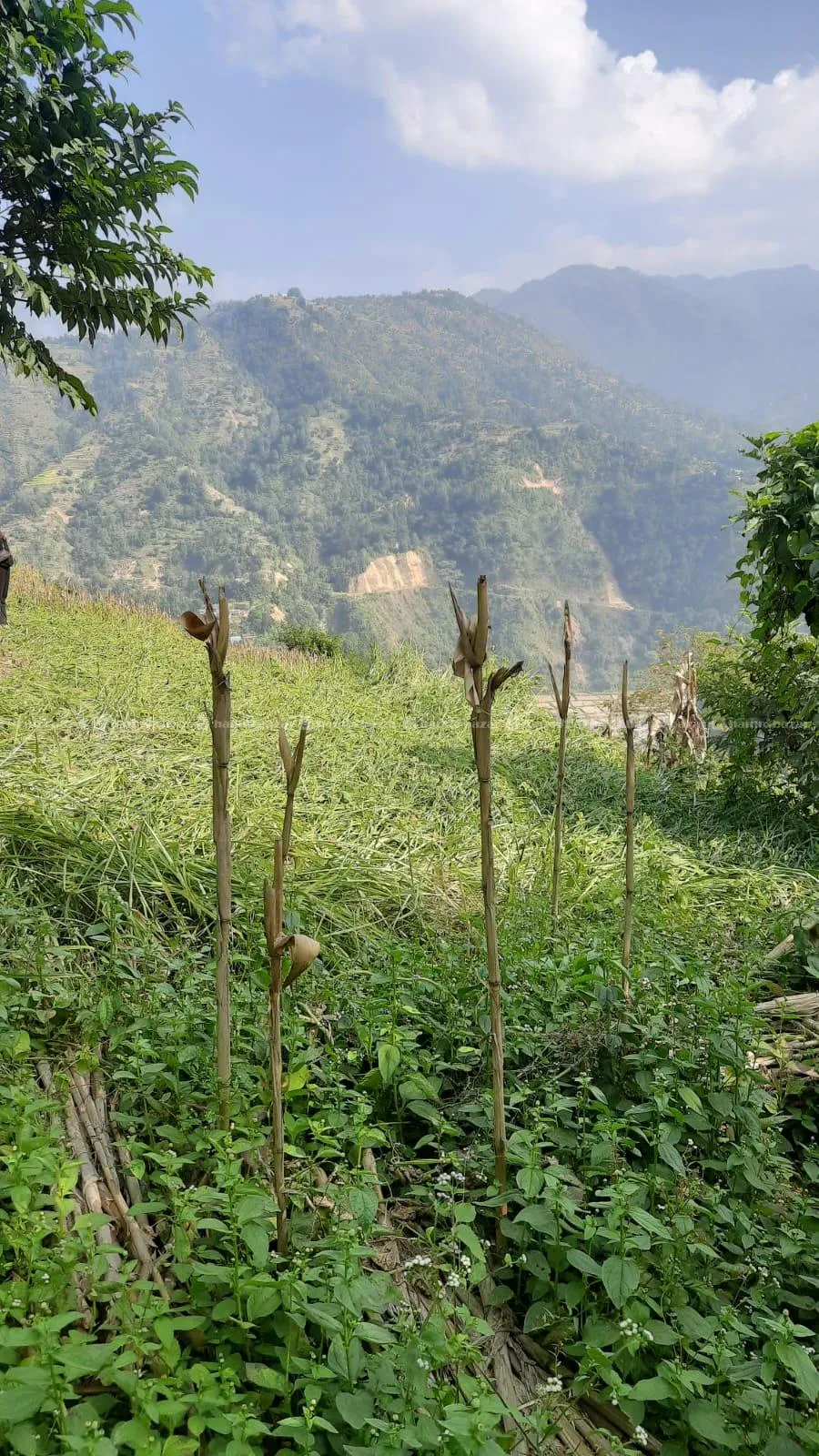 land on sale at very low price