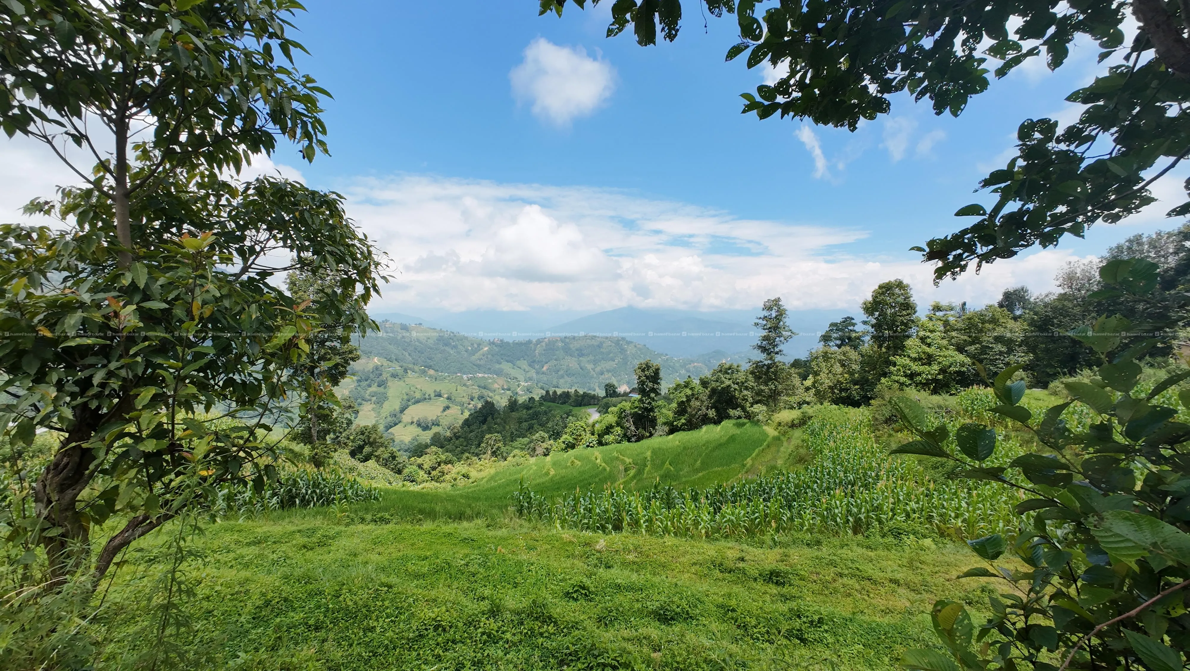 PRIME COMMERCIAL & RESORTS LAND SALE FOR NAGARKOT! 3