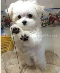 lhasha apso male puppy 2