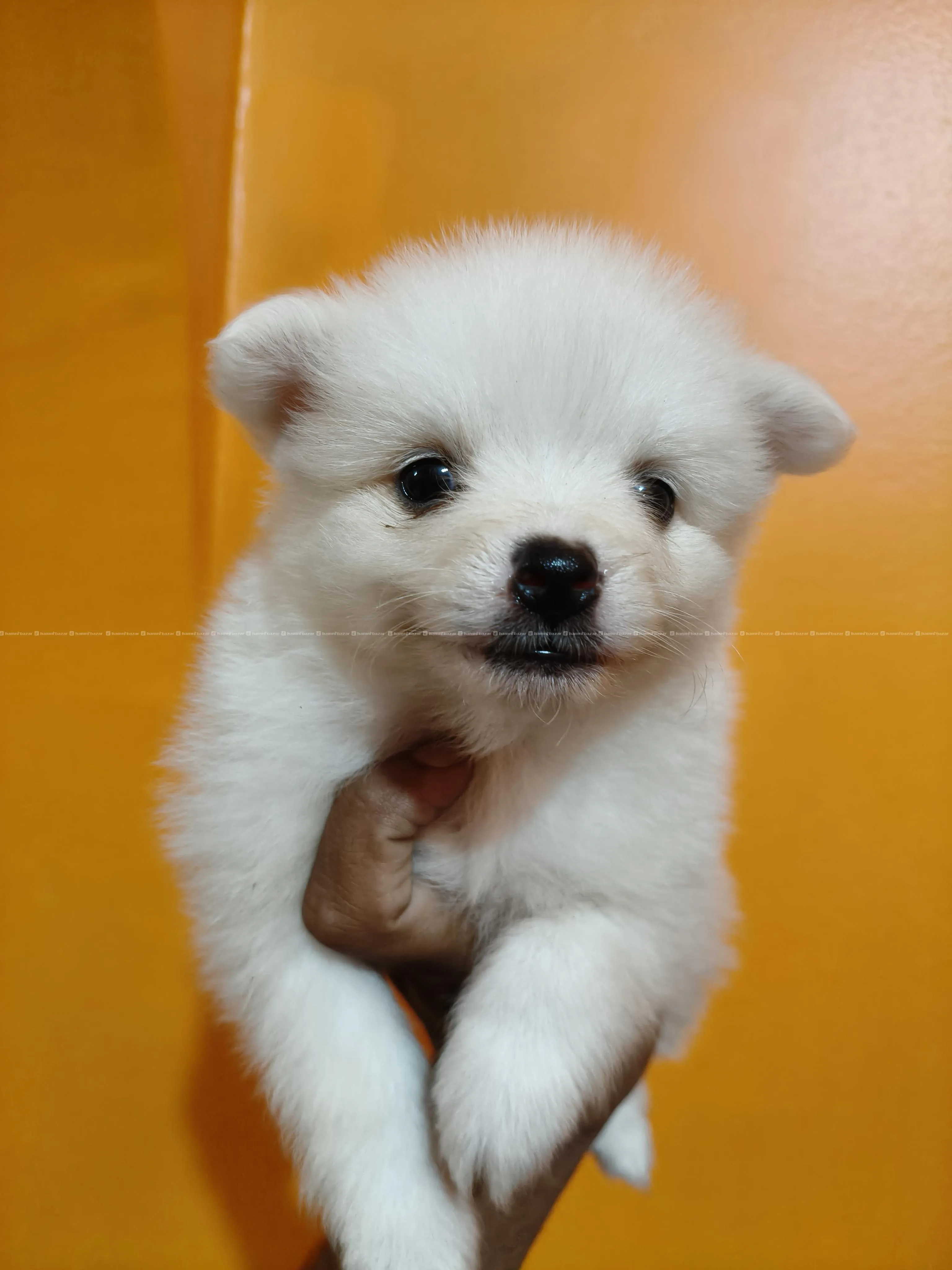 Japanese Spitz Puppy 2