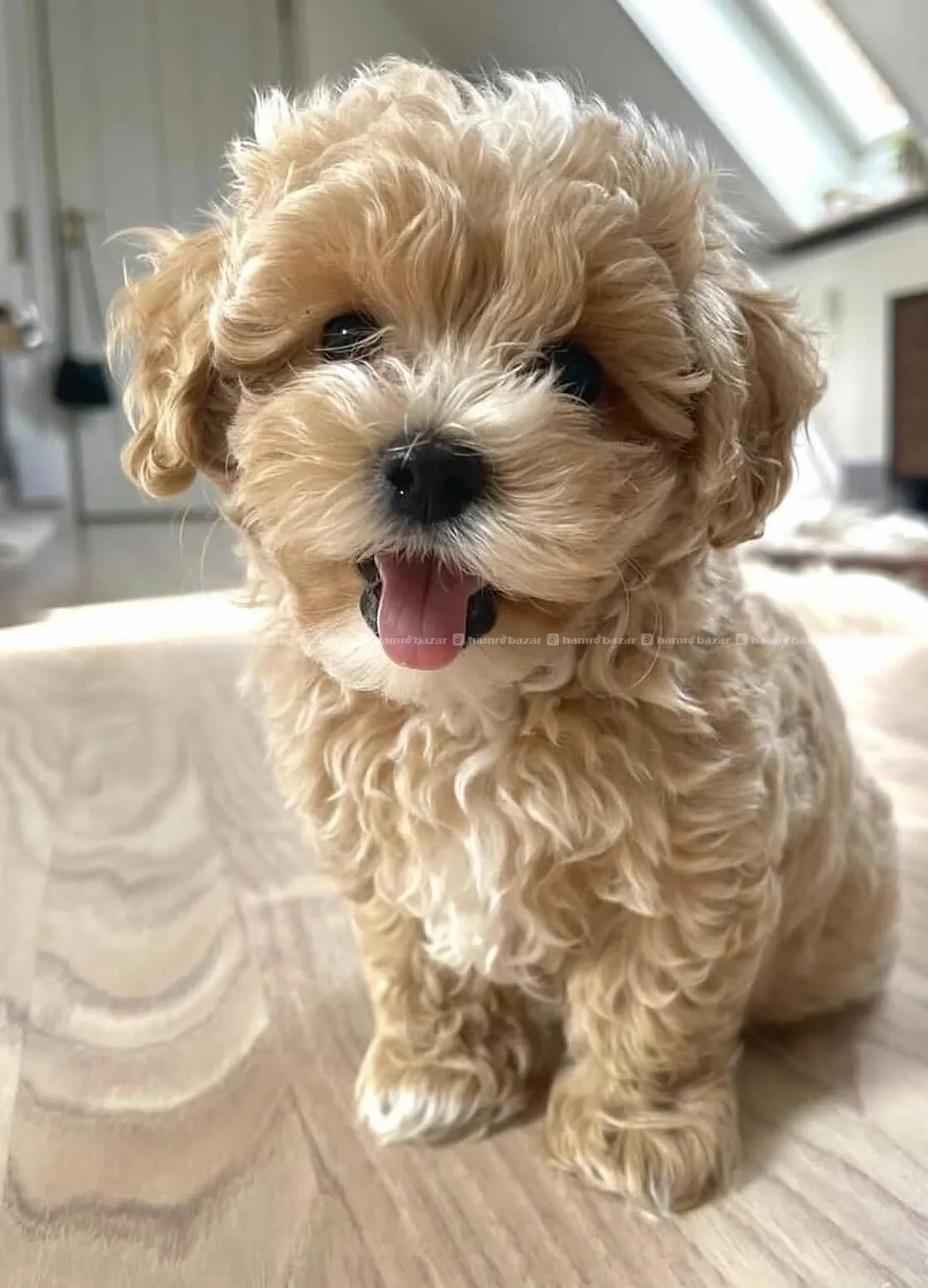 maltipoo available