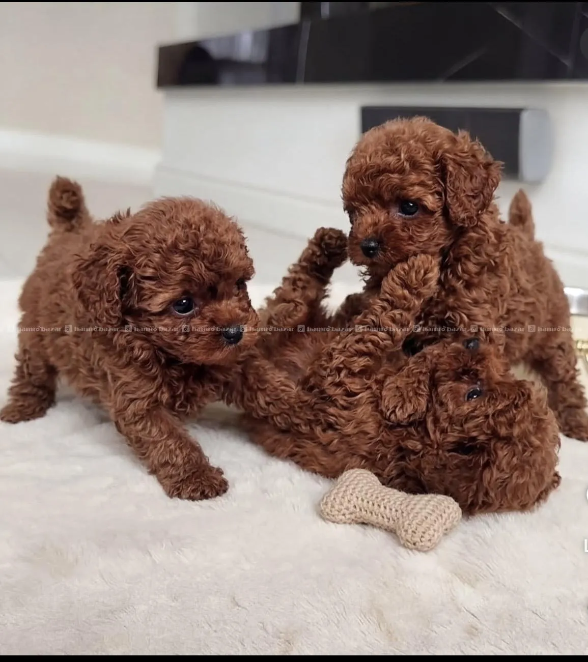 toy poodle female available