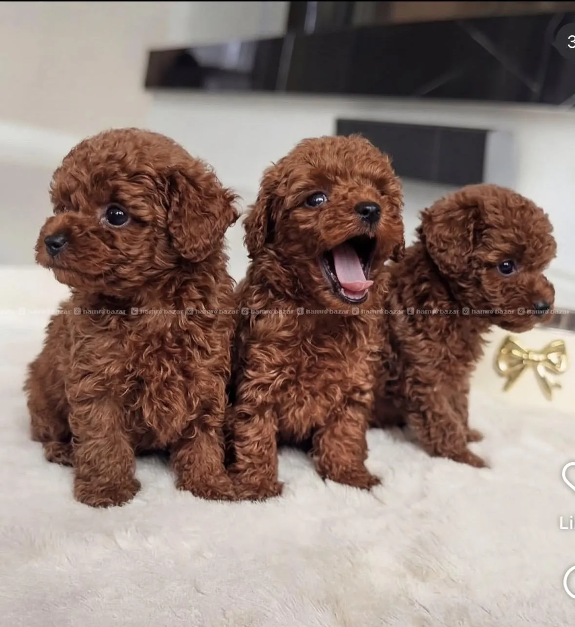 toy poodle female available 2
