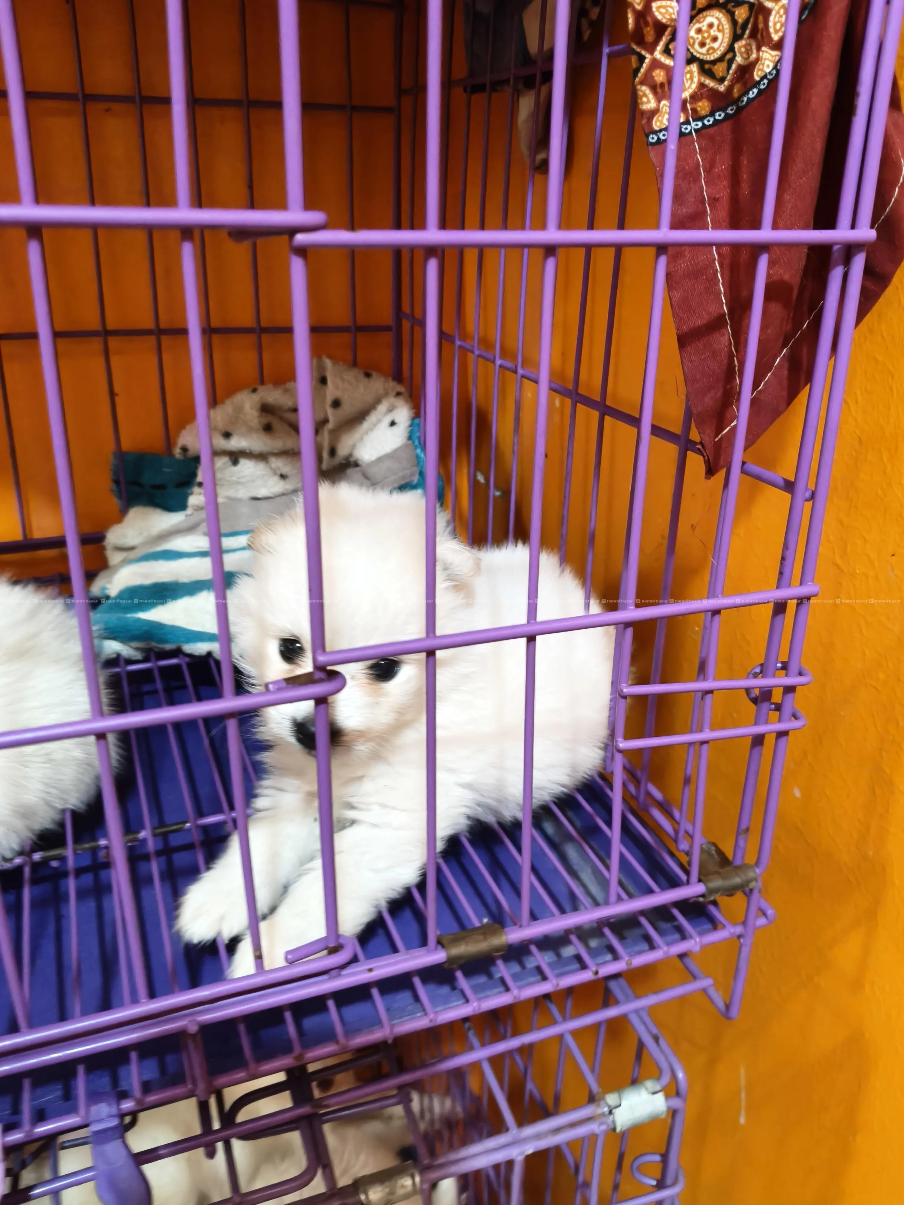 Japanese Spitz Puppy 3