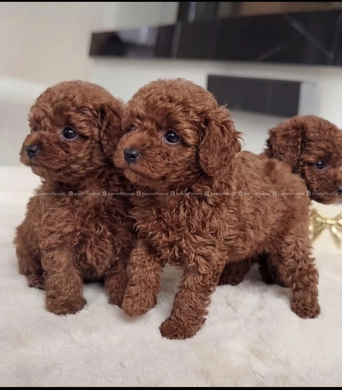 toy poodle female available 3