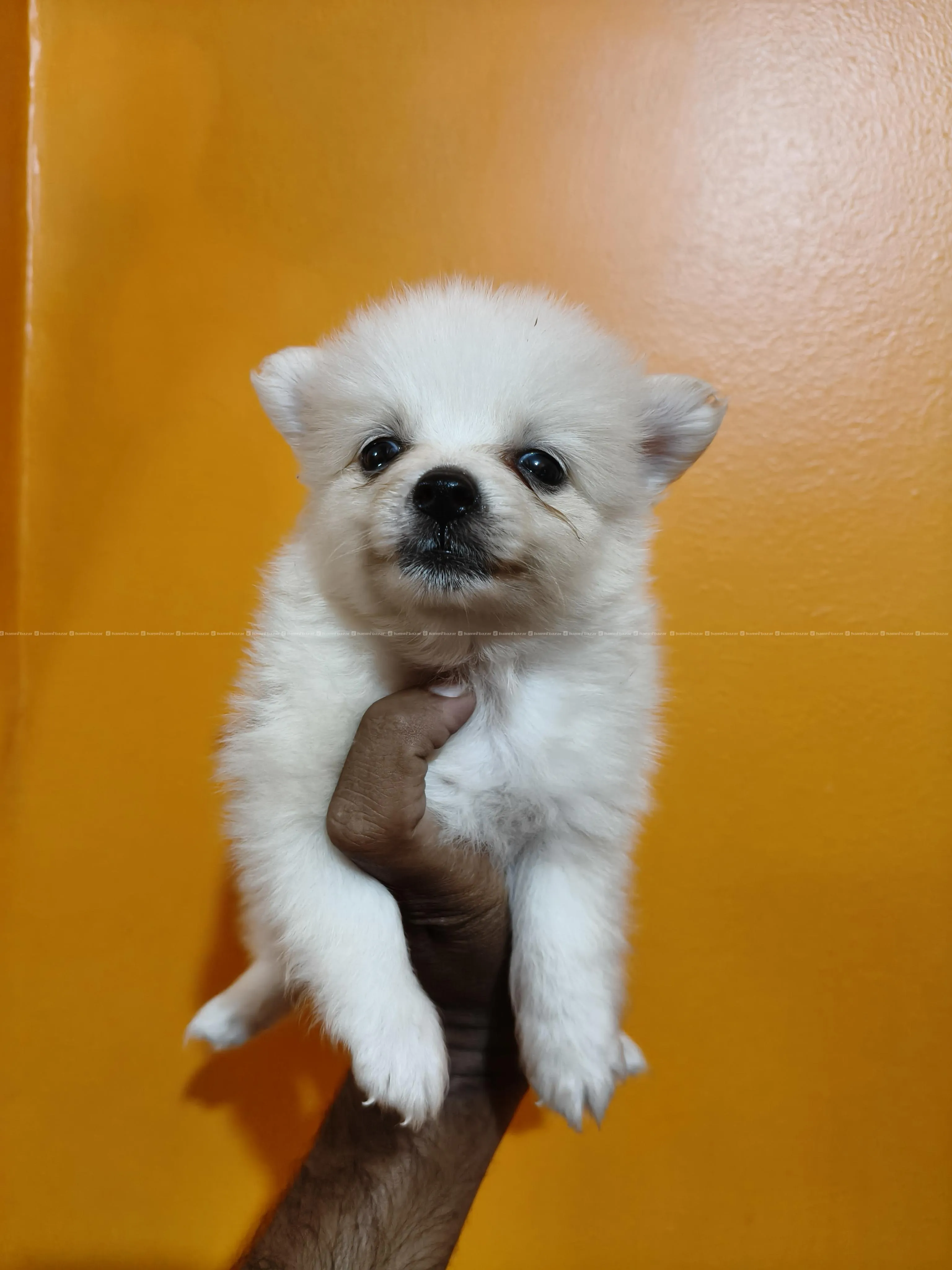 Japanese Spitz Puppy