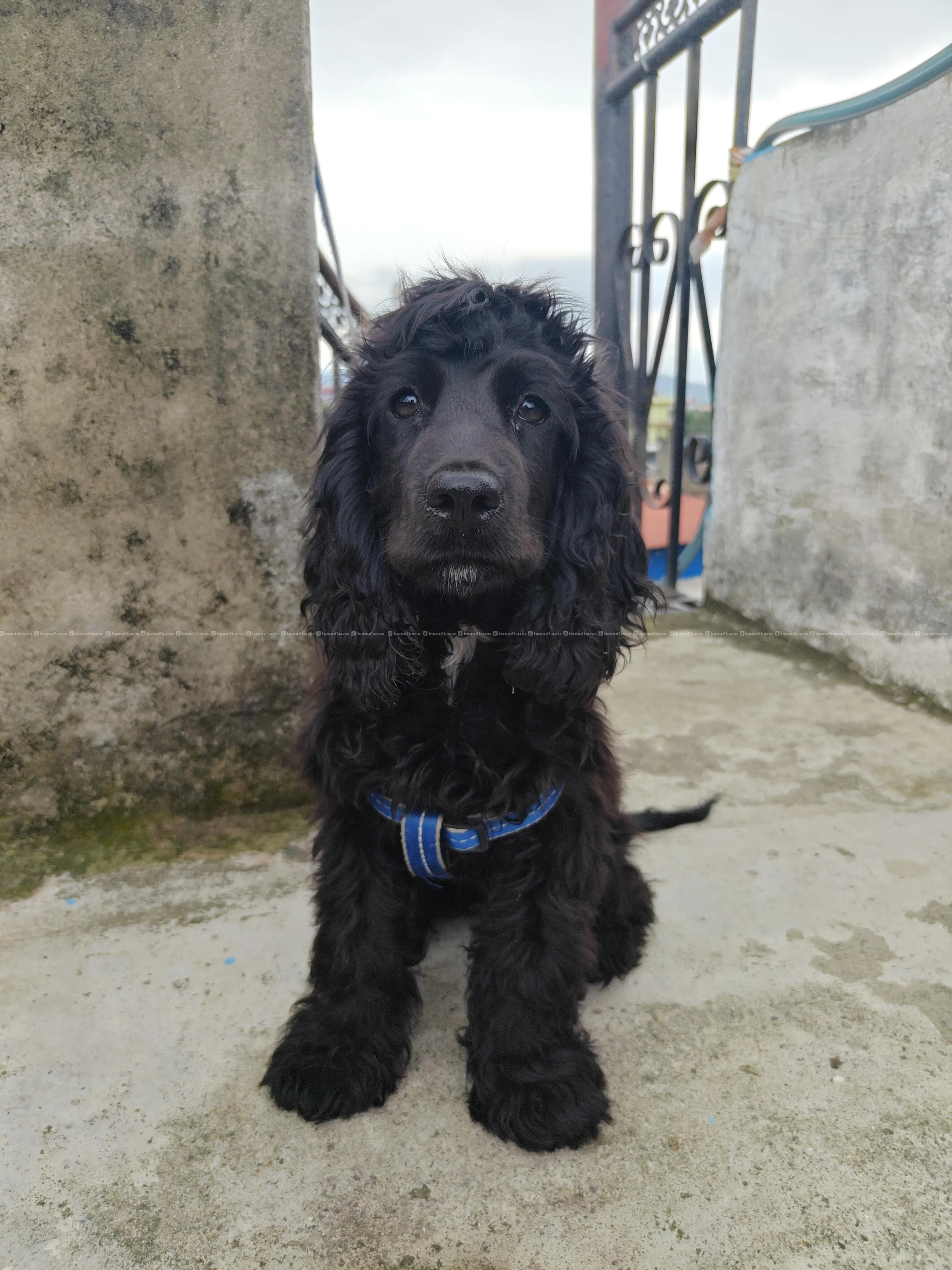 Cocker spaniel Dog with Cage for sale