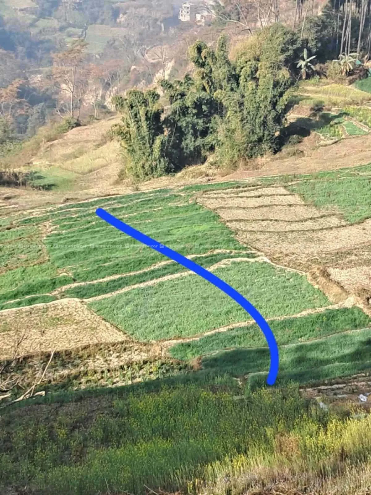 Great land 27 anna for sale in champi