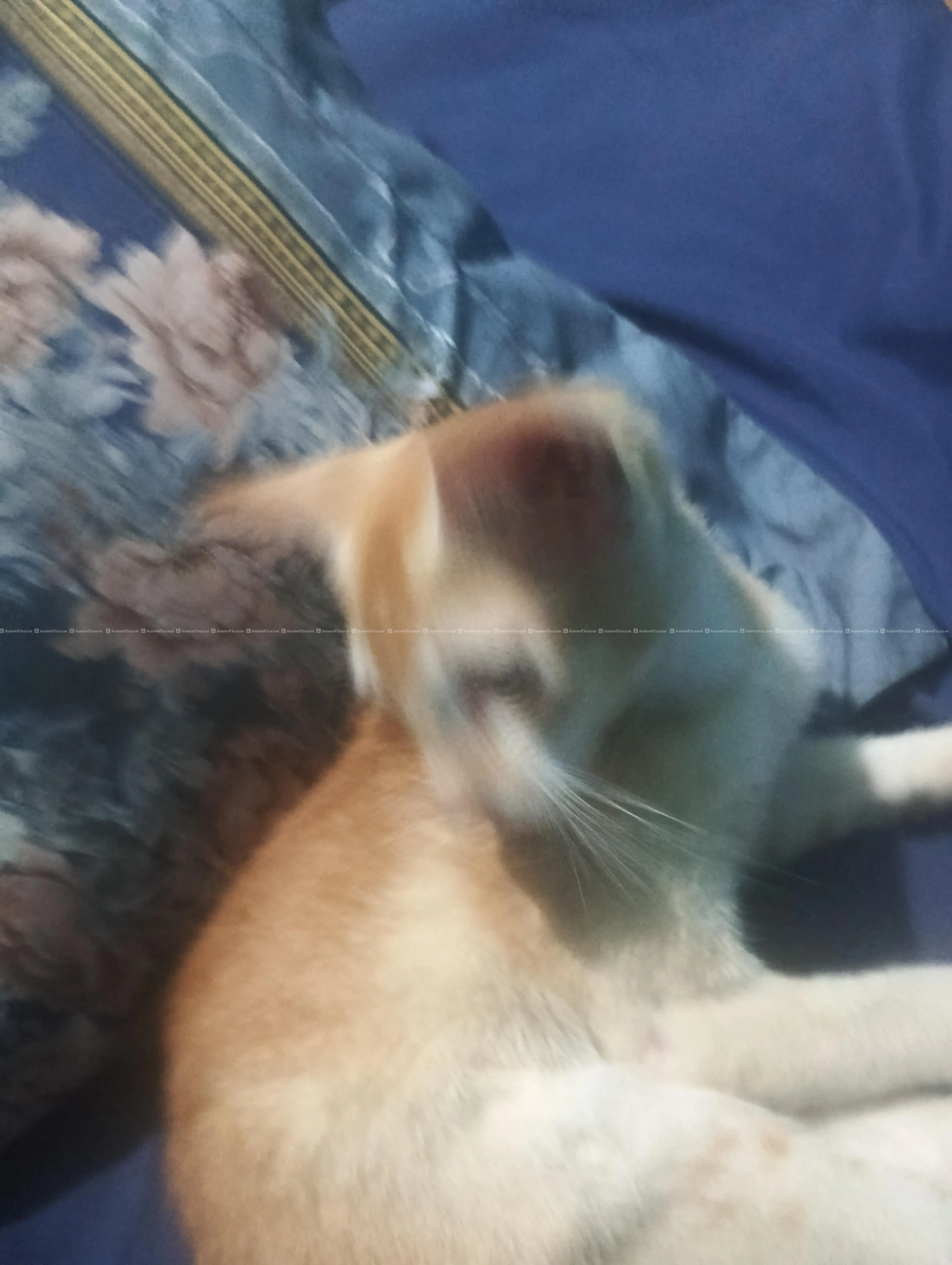 cat for adoption
