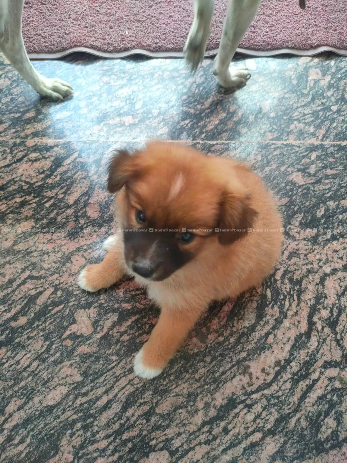 Japanese Dod Breed